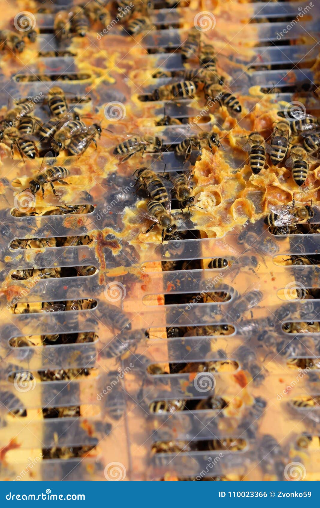 A Hive Frame Covered with Busy Bees Stock Photo Image of nature