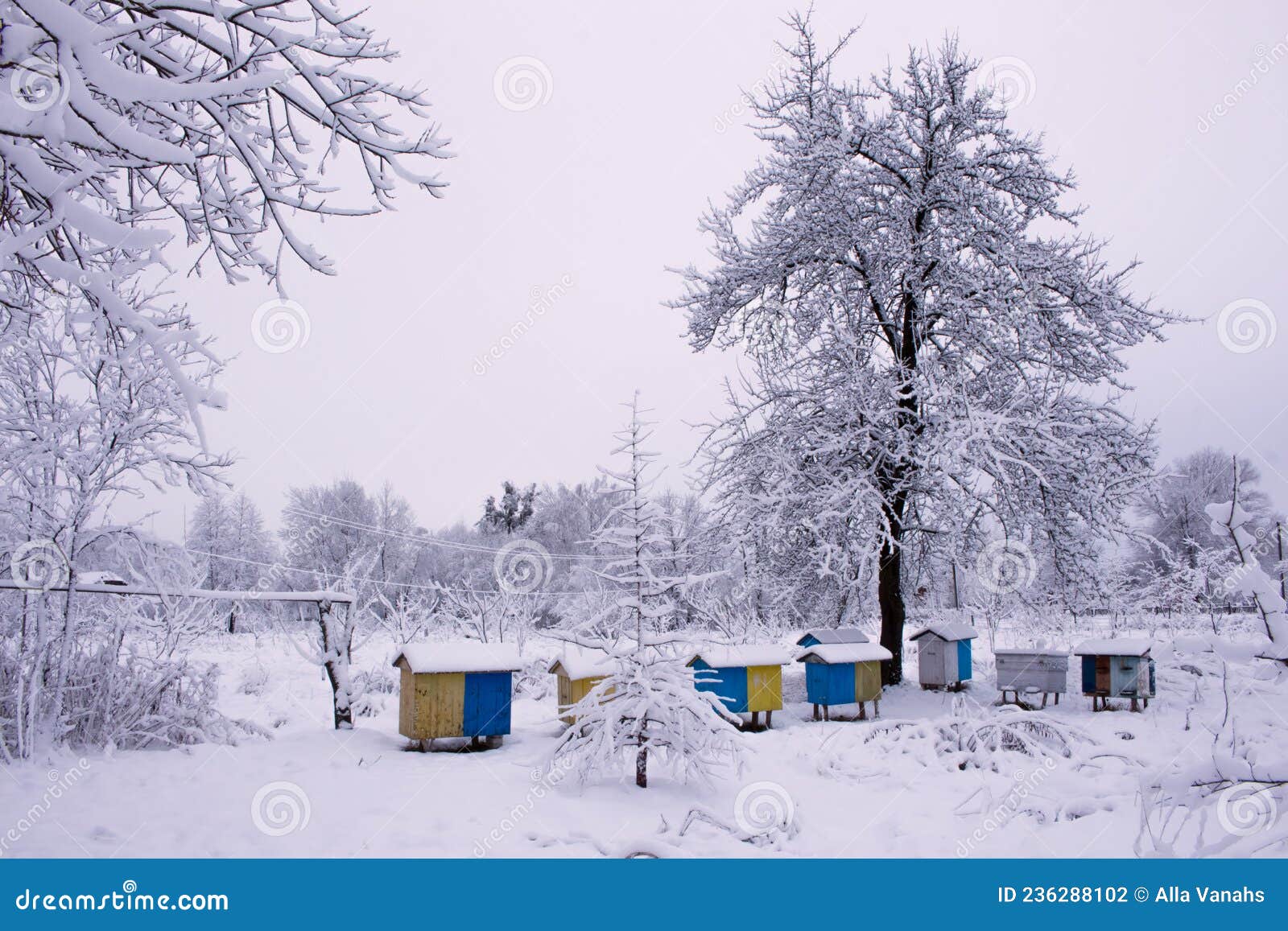 Hives in winter stock photo. Image of outdoor, cold 236288102