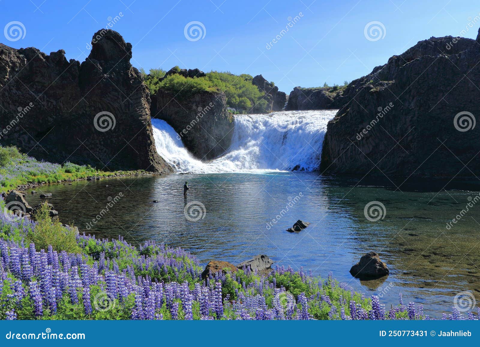 hjalparfoss waterfall behind field of lupines, western iceland