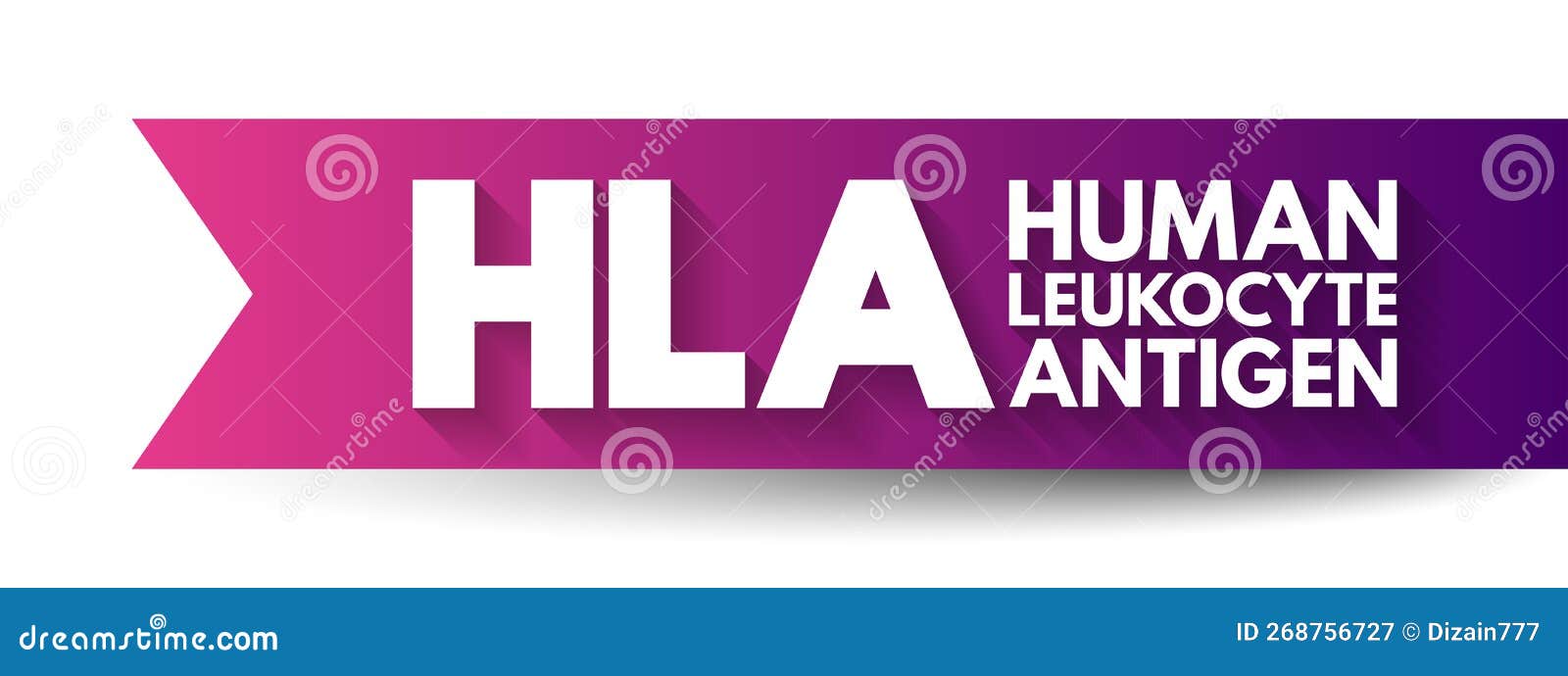 HLA Human Leukocyte Antigen Complex of Genes on Chromosome 6 in Humans Which Encode Cell