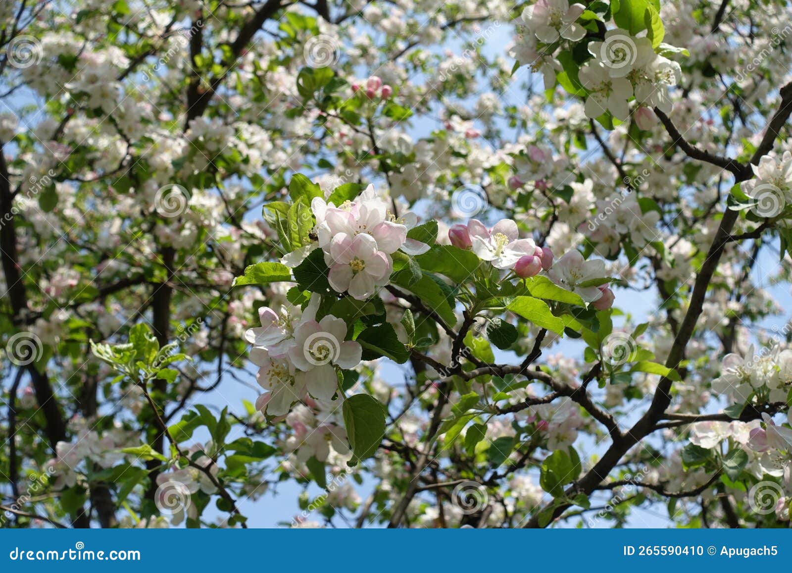 Hndreds of Pinkish White Flowers of Apple Tree in April Stock Photo
