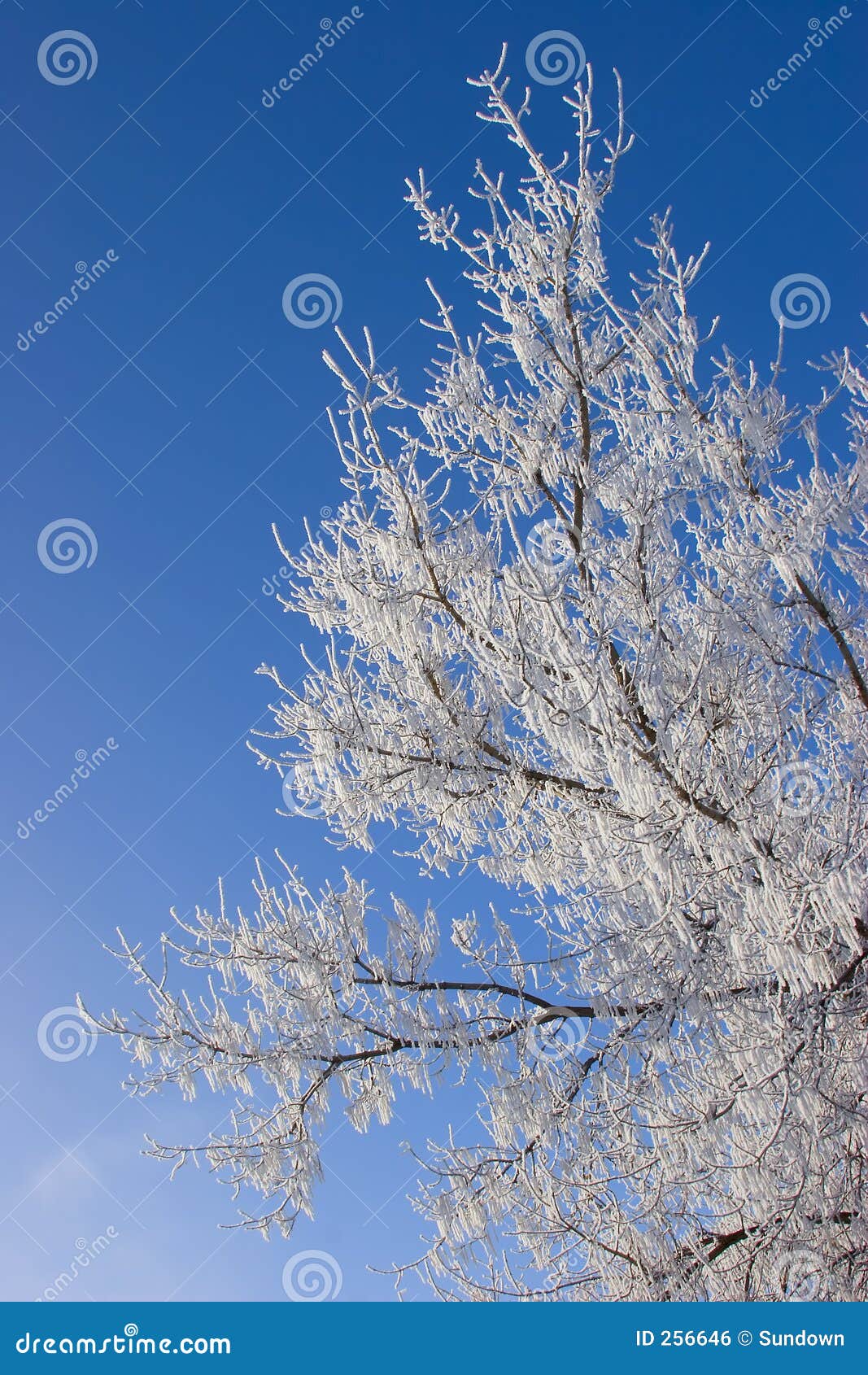 hoar frost