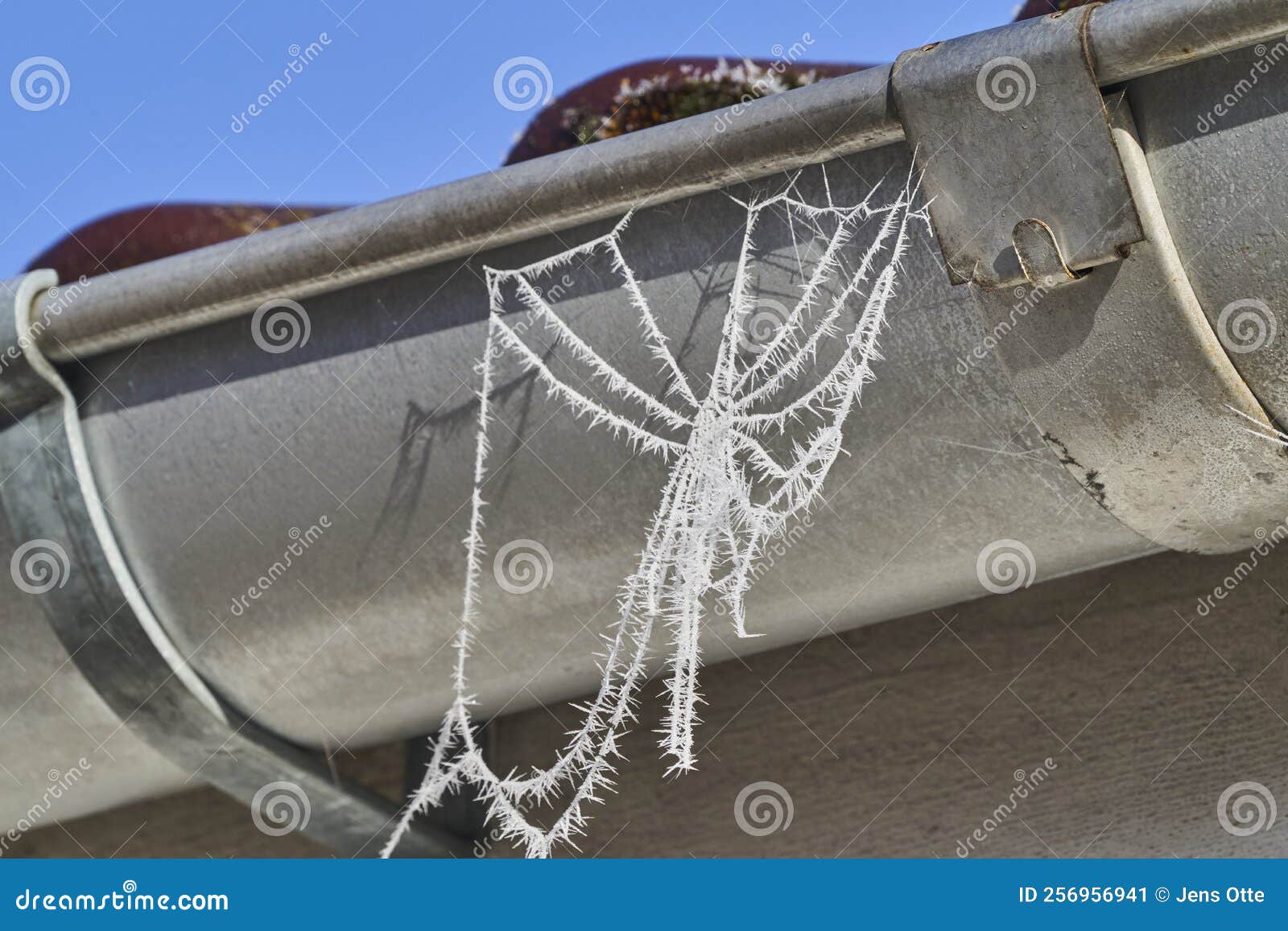 hoar frost, also hoarfrost, on delicate spider web