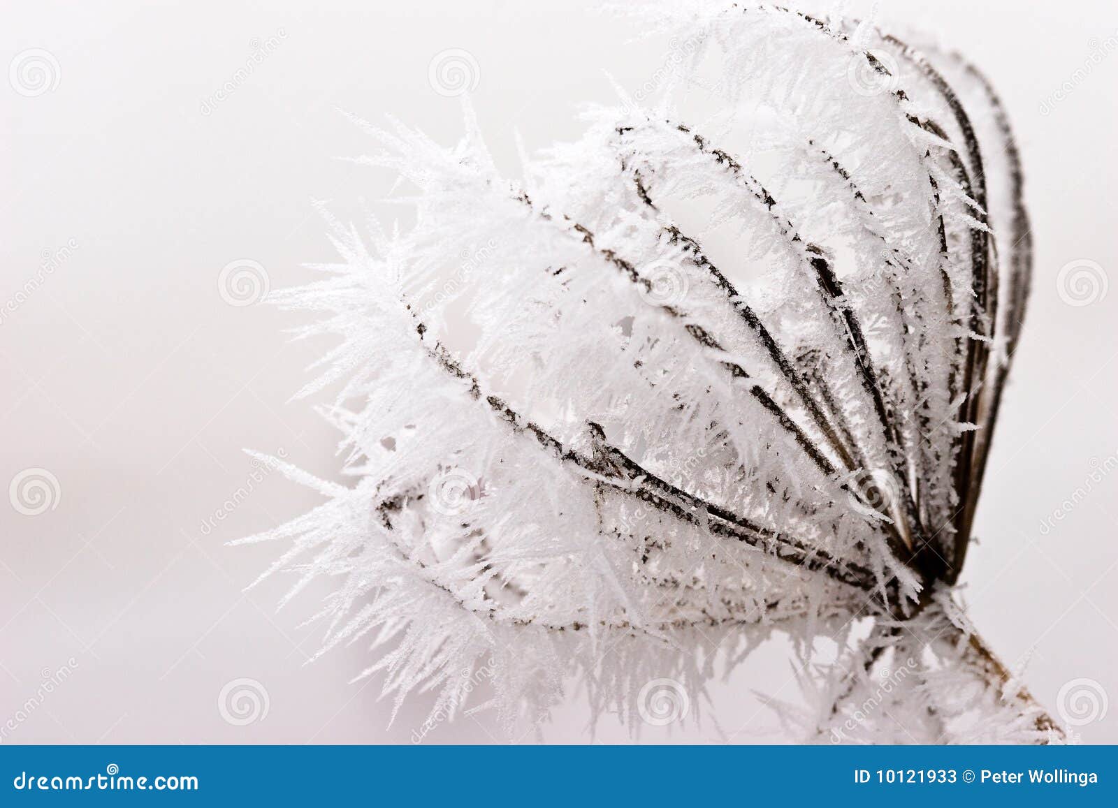 hoar frost or soft rime on plants at a winter day