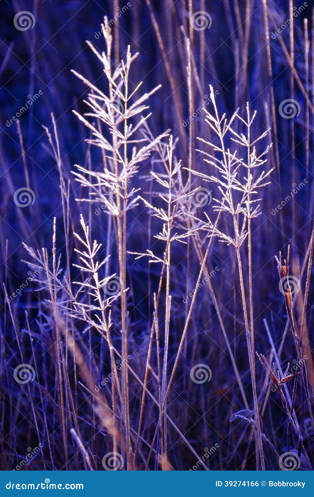 hoar frosted grasses, wintertime