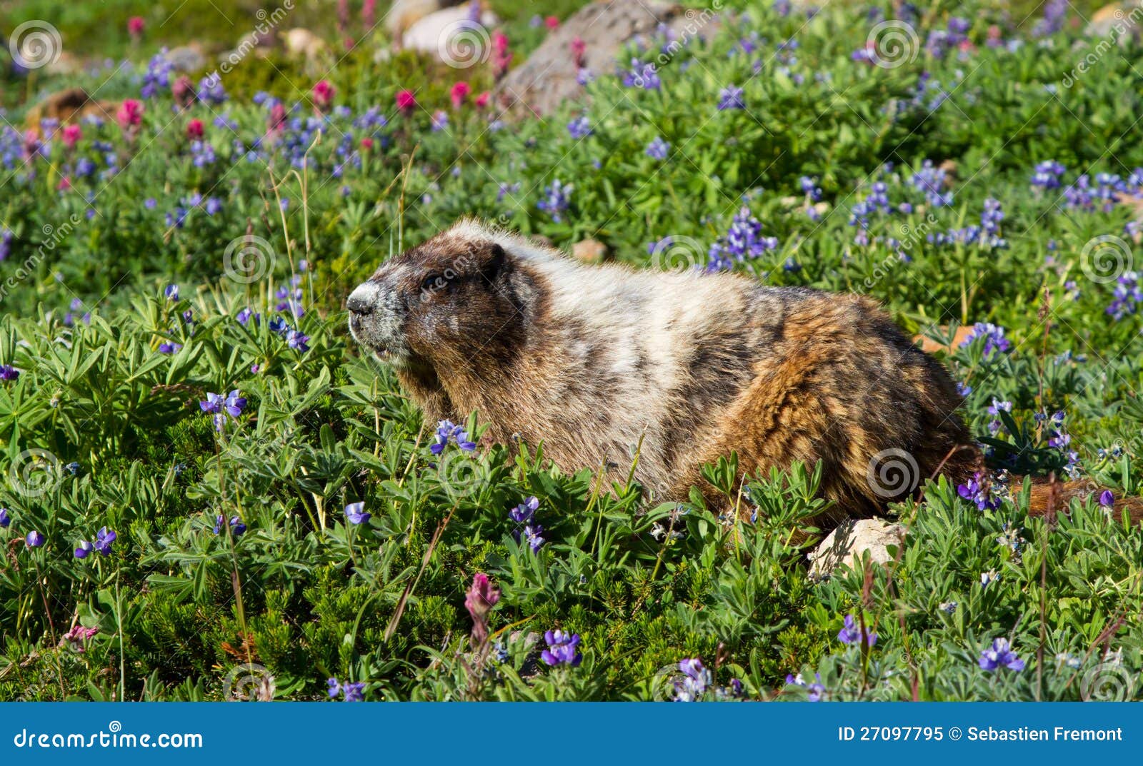 Hoary Marmot eating stock image. Image of ground, mount 27097795