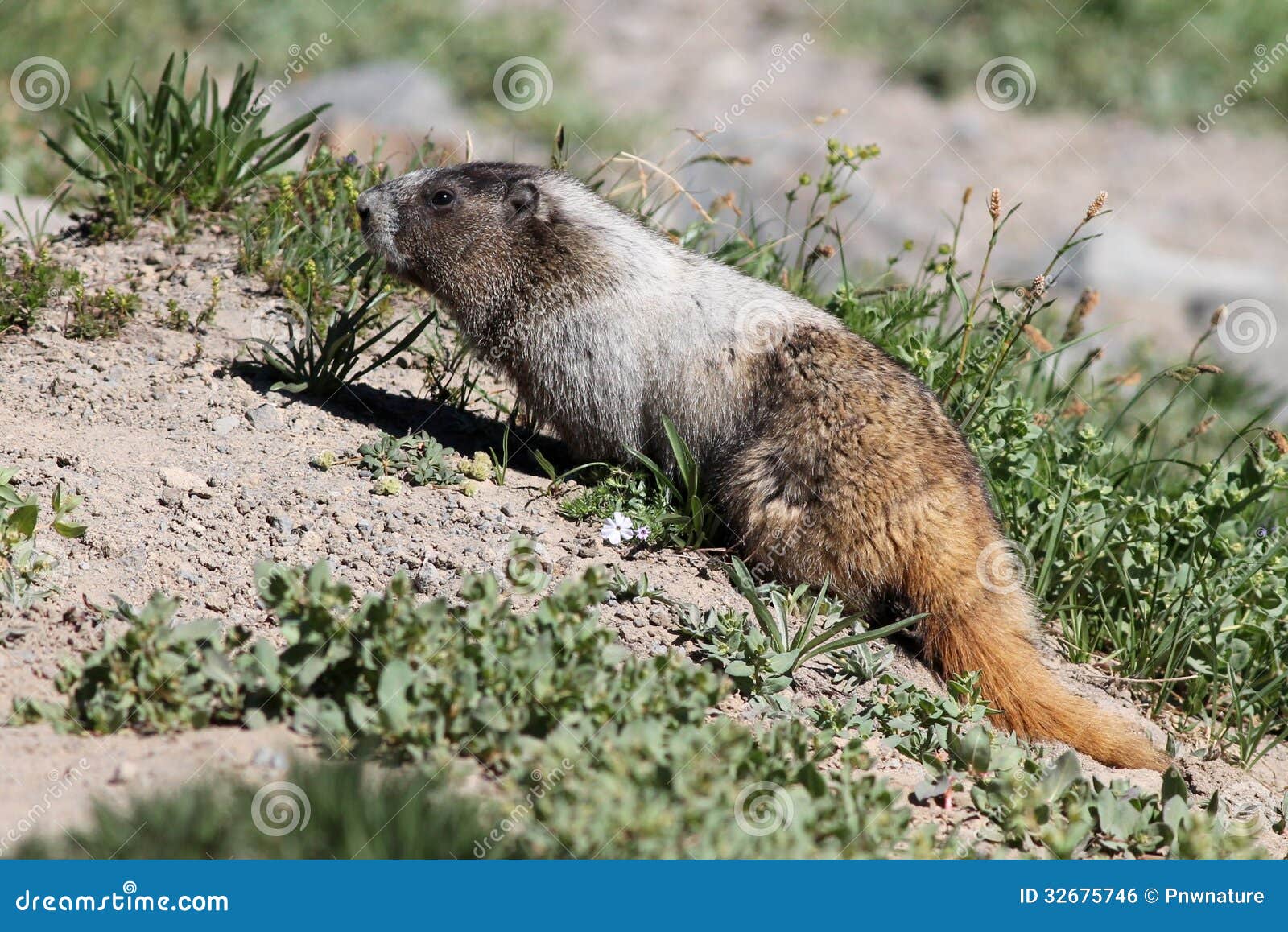 Hoary Marmot Eating Plants stock photo. Image of brown 32675746