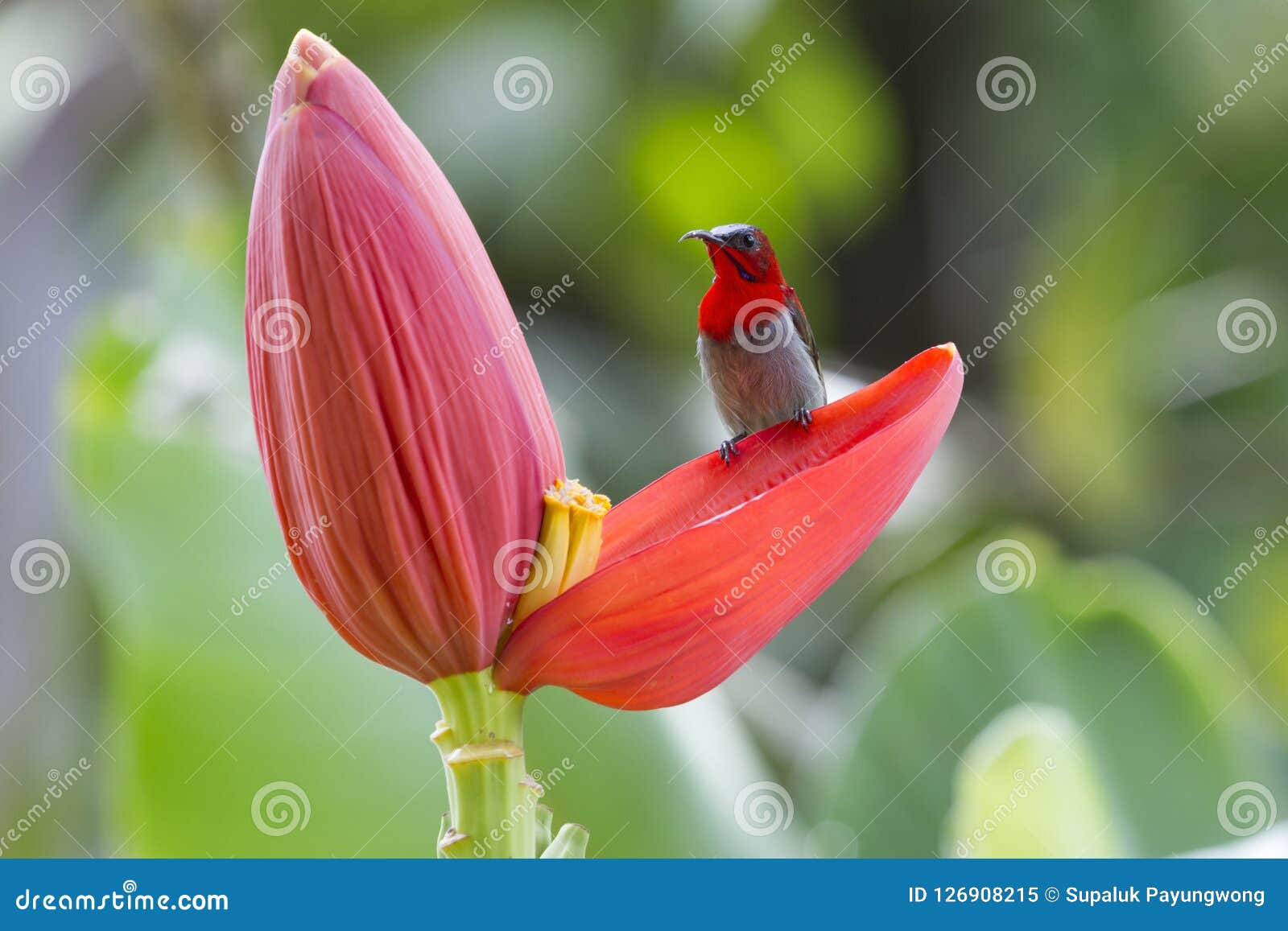 Hochrotes sunbird. Residentvogel wenn Thailand, das Entdeckung in der Ebene und im Wald sein könnte