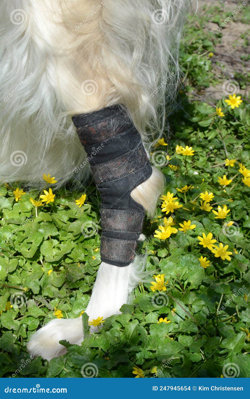 Hock Support Bandage on a Dog`s Hind Leg Stock Photo Image of support, track 247945654