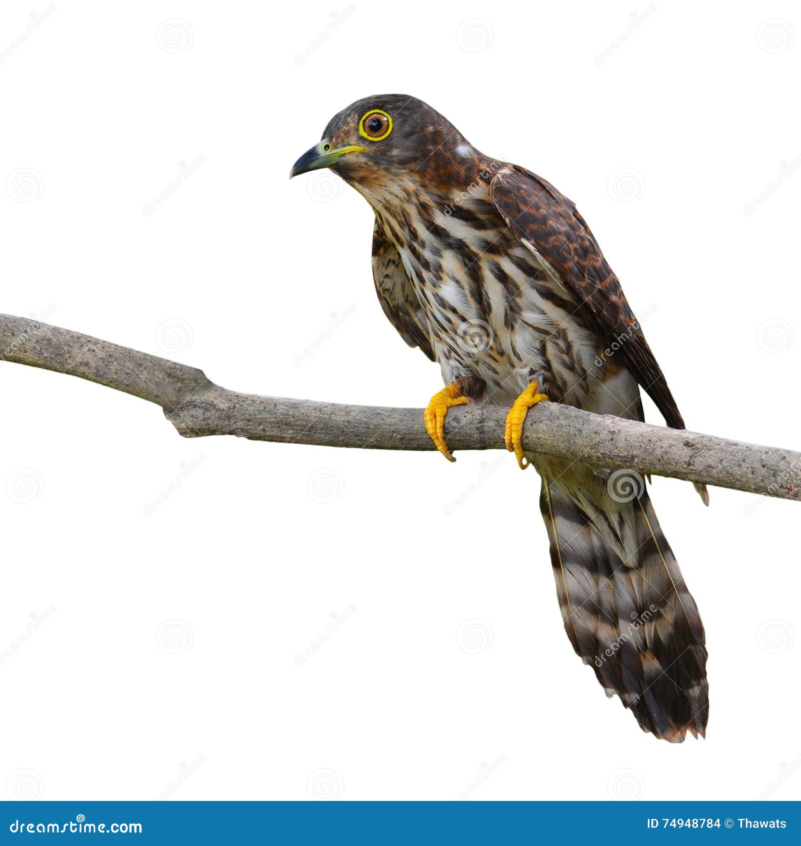 hodgson's hawk cuckoo bird