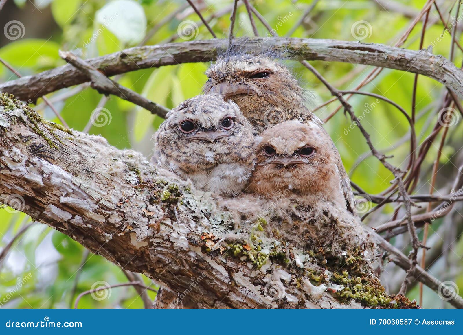 Hodgsoni Mannelijke Babys Van Batrachostomus Van Hodgson Frogmouth in ...