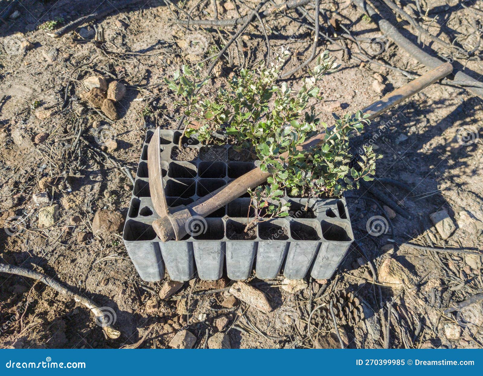 hoe over sapling seedling tray