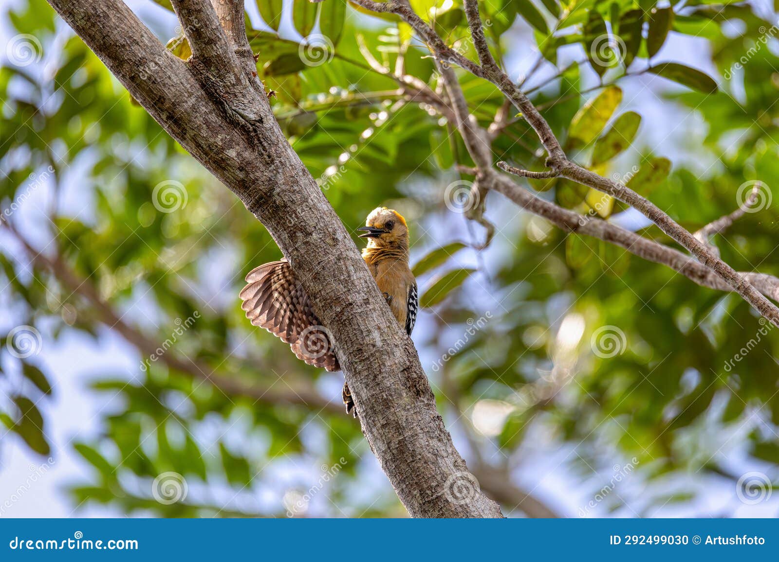 hoffmann's woodpecker - melanerpes hoffmannii. refugio de vida silvestre cano negro, wildlife and birdwatching in costa rica