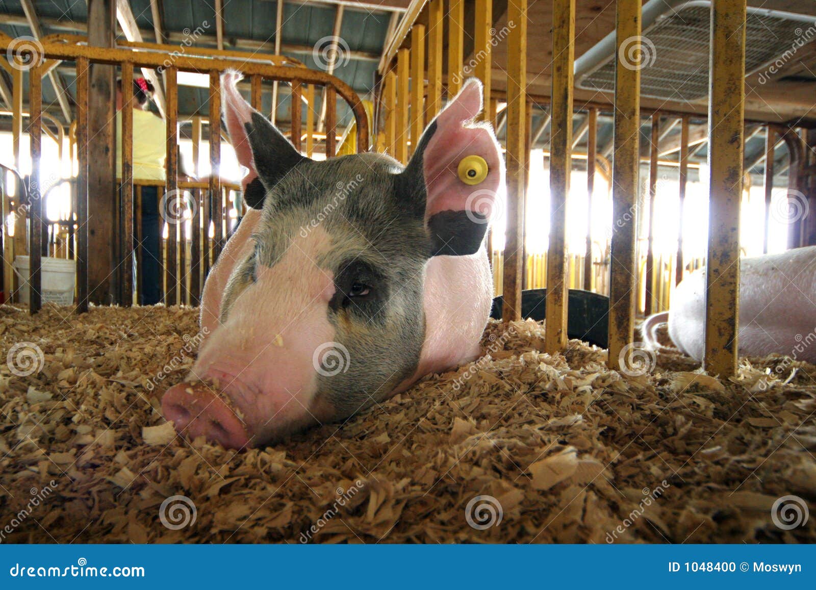Hog stock photo. Image of sell, slaughter, livestock, tagged 1048400