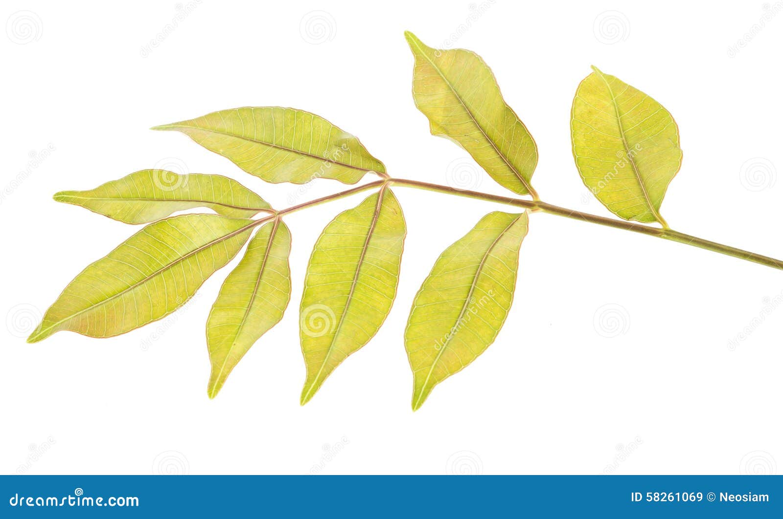 hog plum leaf on white background.