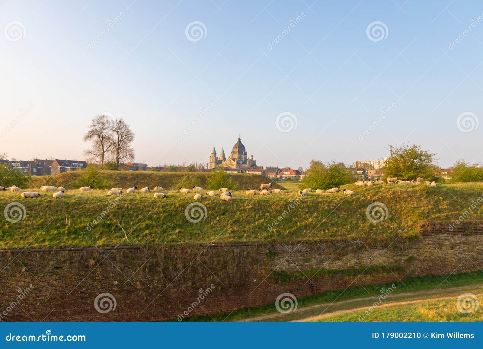 Hoge Fronten In Maastricht With Sheep Being Used For ...