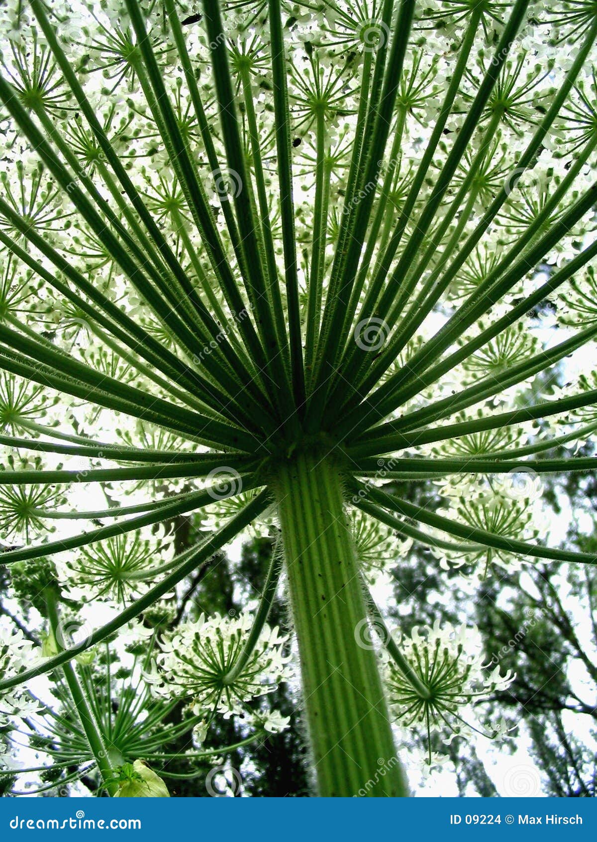 hogweed
