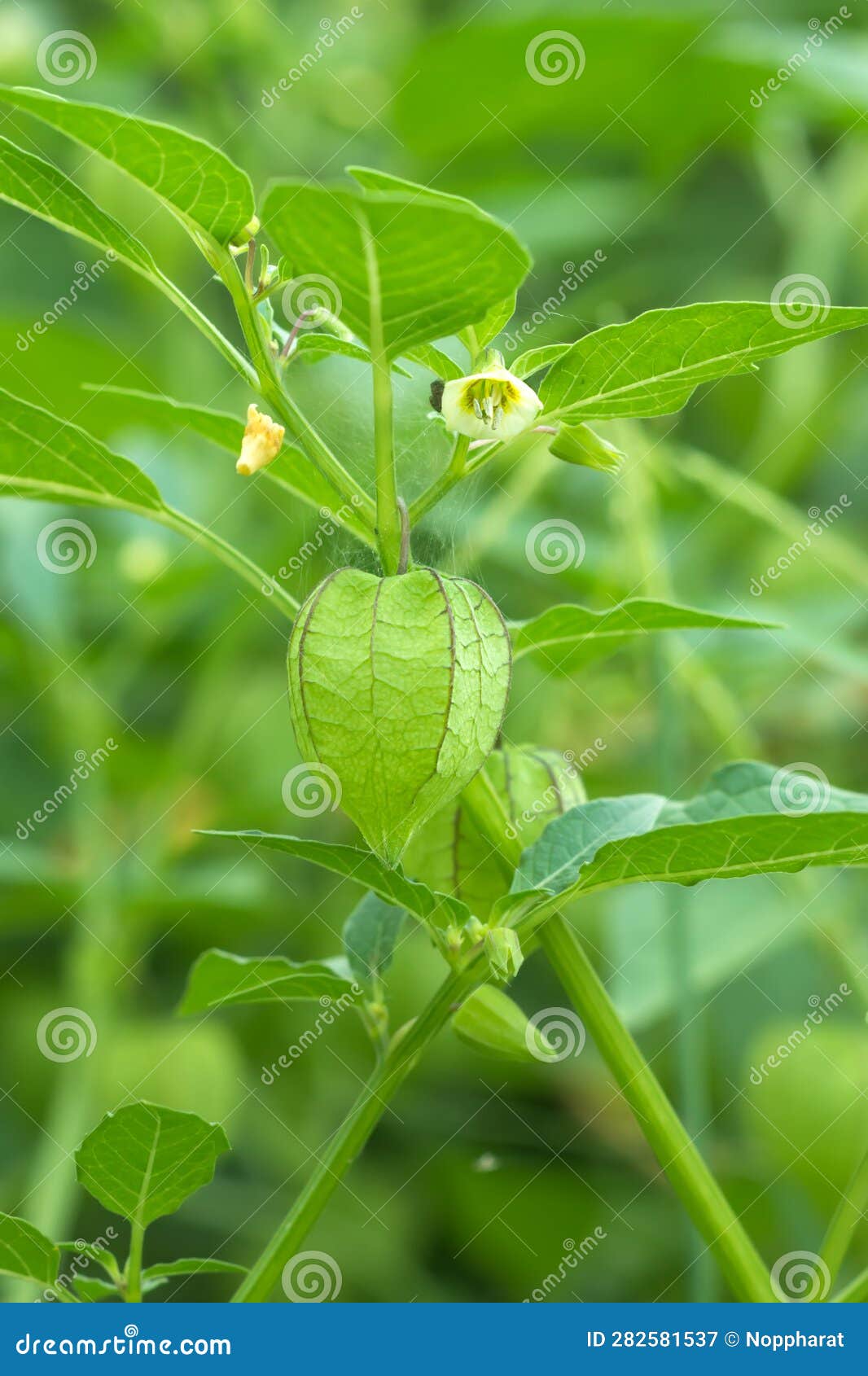 hogweed, ground cherry on tree