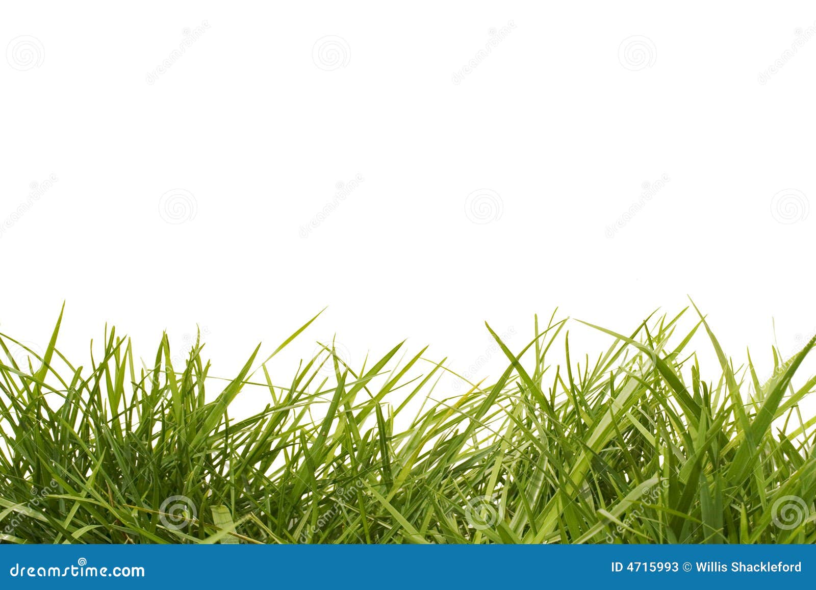 Hohes Gras stockbild. Bild von grün, jahreszeit, garten 4715993