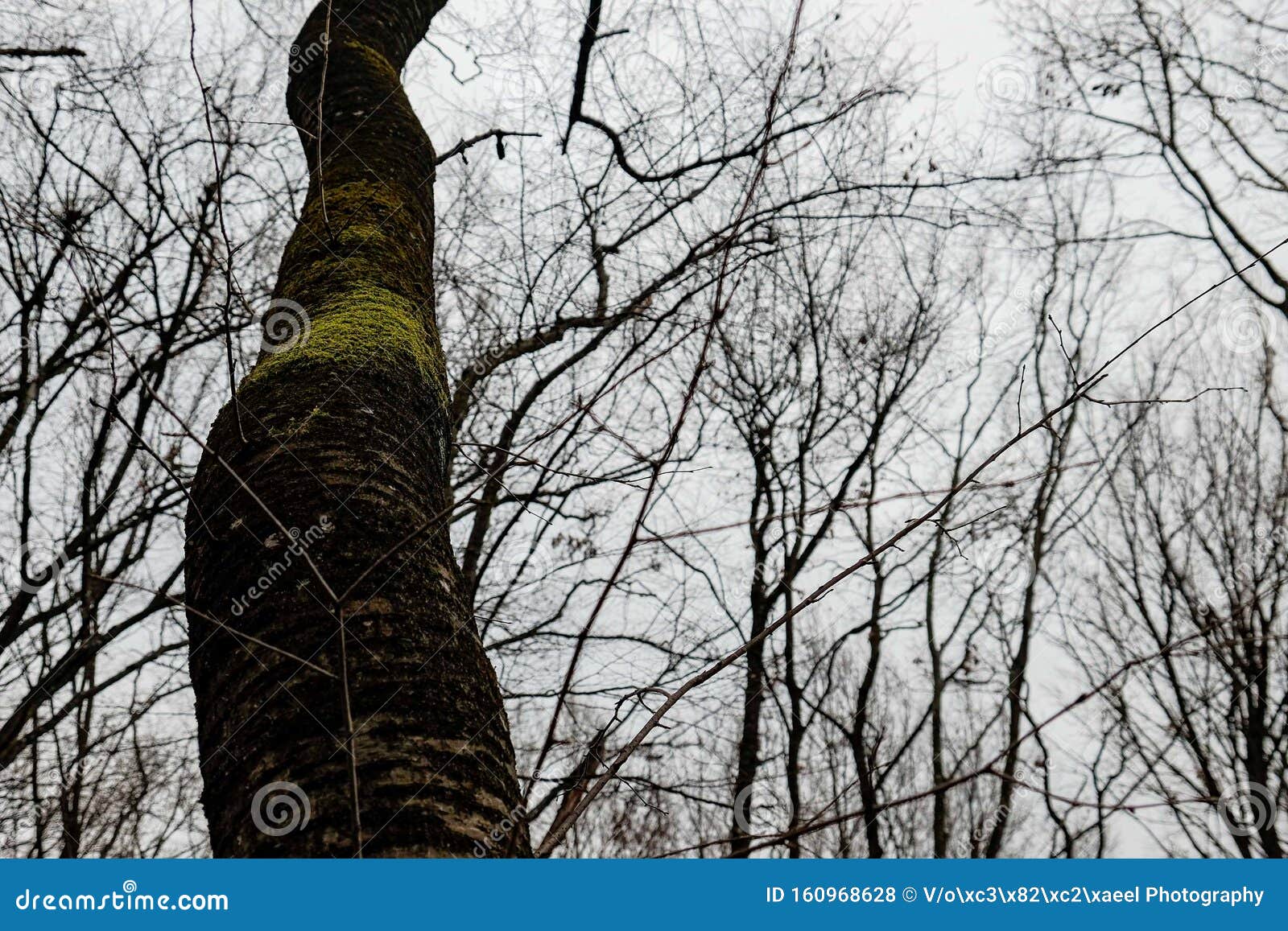 Hoia Baciu Forest The World Most Haunted Forest Stock Photo Megapixl Hoia Baciu Forest The World Most Haunted Forest Stock Photo Megapixl