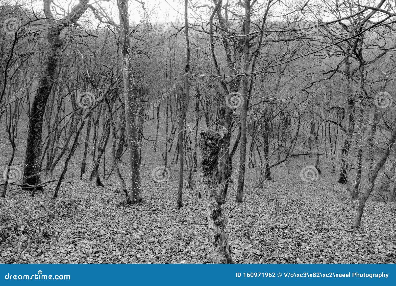 Hoia Baciu Forest The World Most Haunted Forest Stock Photo Image Of Ghost Fantastic Hoia Baciu Forest The World Most Haunted Forest Stock Photo Image Of Ghost Fantastic