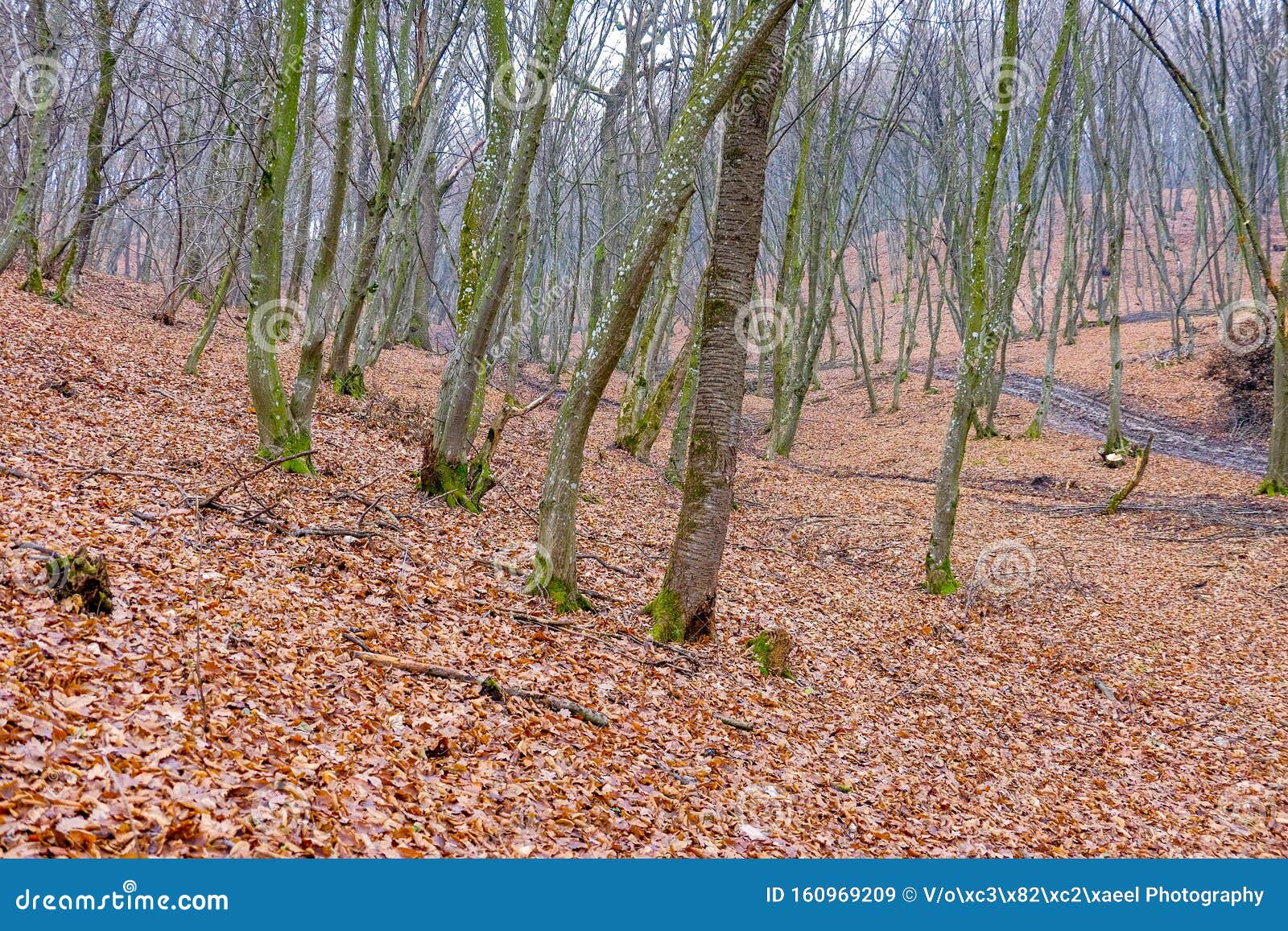 hoia baciu forest. the world most haunted forest