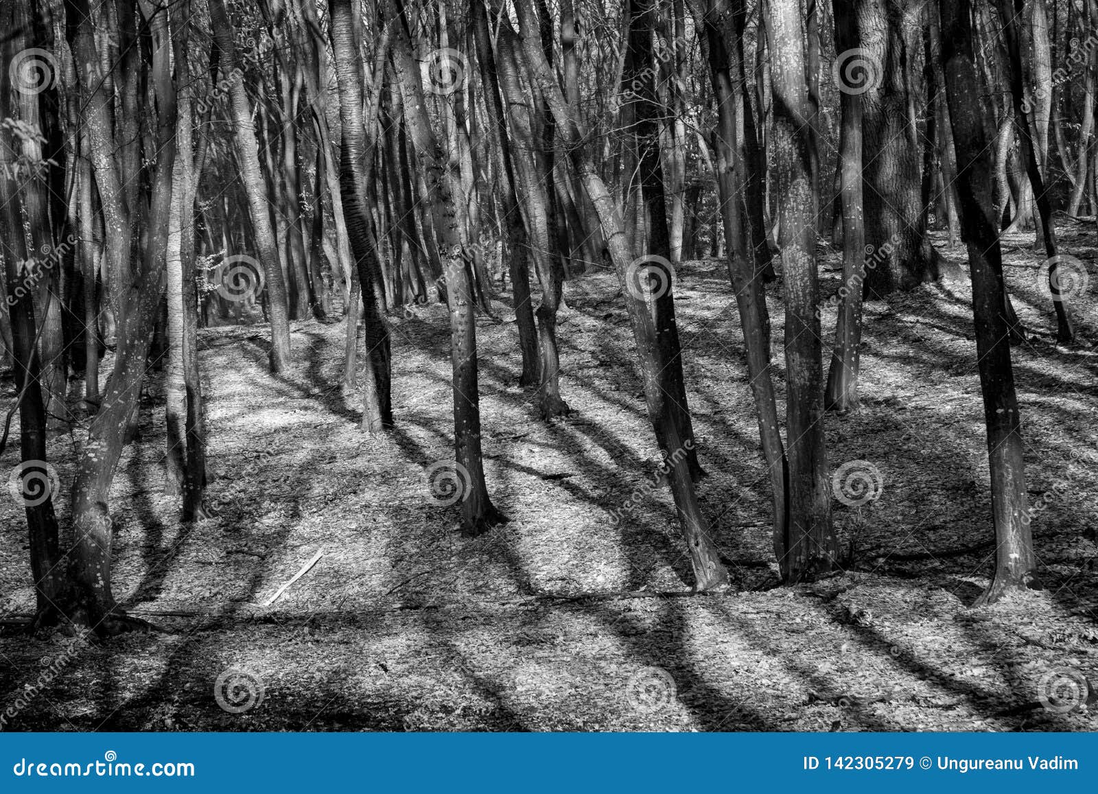 Hoia Baciu Forest World Most Haunted Forest With A Reputation For Many Intense Paranormal Activity And Unexplained Events Stock Image Image Of Monochrome Mystery Hoia Baciu Forest World Most Haunted Forest With A Reputation For Many Intense Paranormal Activity And Unexplained Events Stock Image Image Of Monochrome Mystery