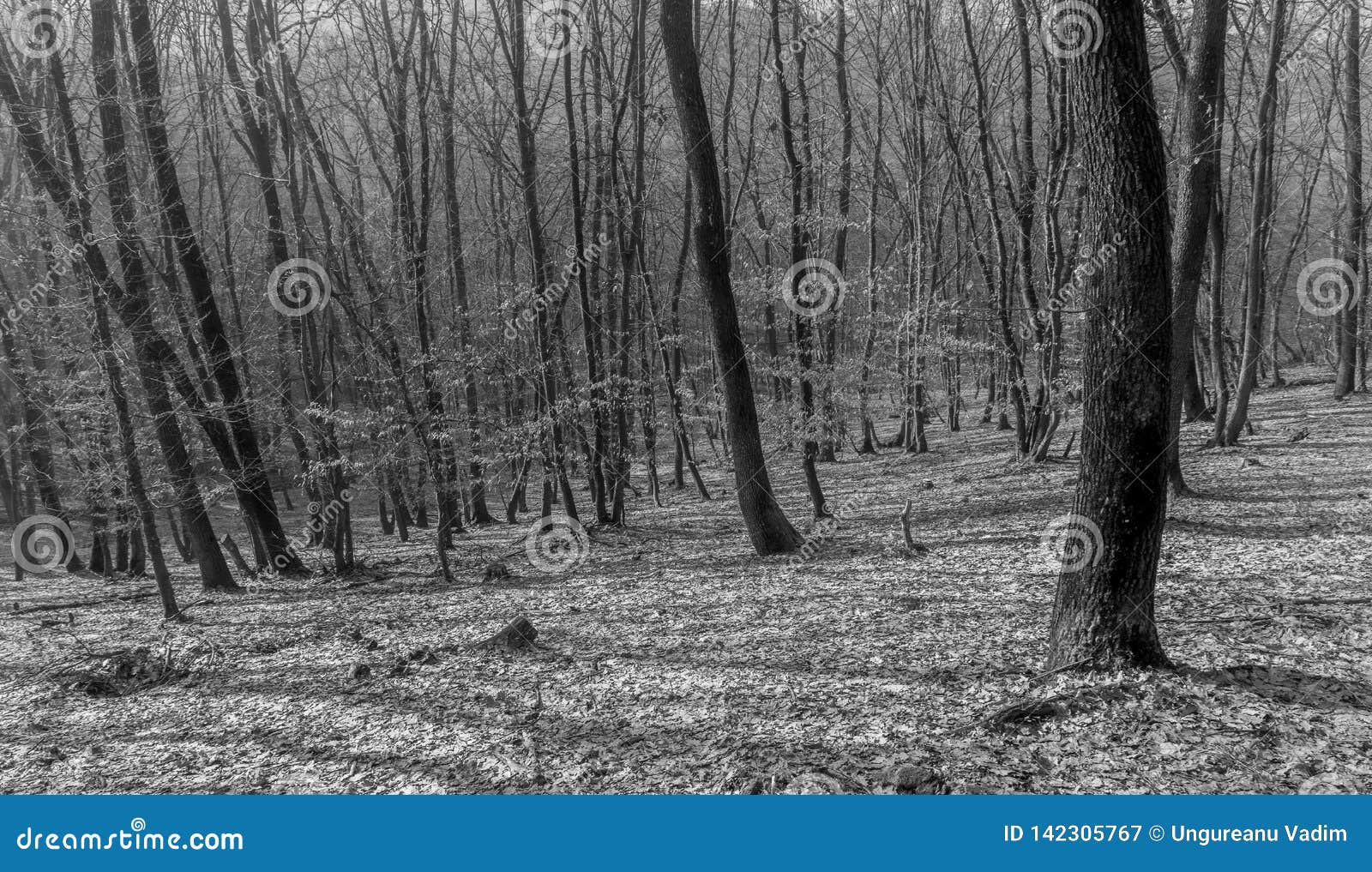 Hoia Baciu Forest World Most Haunted Forest With A Reputation For Many Intense Paranormal Activity And Unexplained Events Stock Image Image Of Worlds Haunted Hoia Baciu Forest World Most Haunted Forest With A Reputation For Many Intense Paranormal Activity And Unexplained Events Stock Image Image Of Worlds Haunted