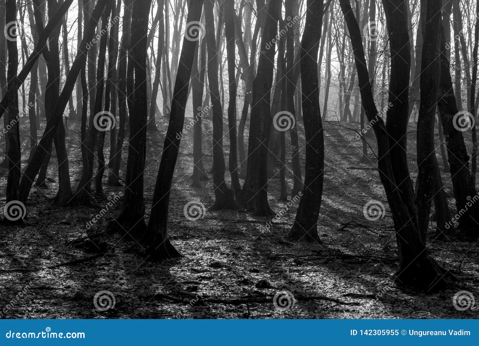 Hoia Baciu Forest World Most Haunted Forest With A Reputation For Many Intense Paranormal Activity And Unexplained Events Stock Image Image Of Black Mystery Hoia Baciu Forest World Most Haunted Forest With A Reputation For Many Intense Paranormal Activity And Unexplained Events Stock Image Image Of Black Mystery