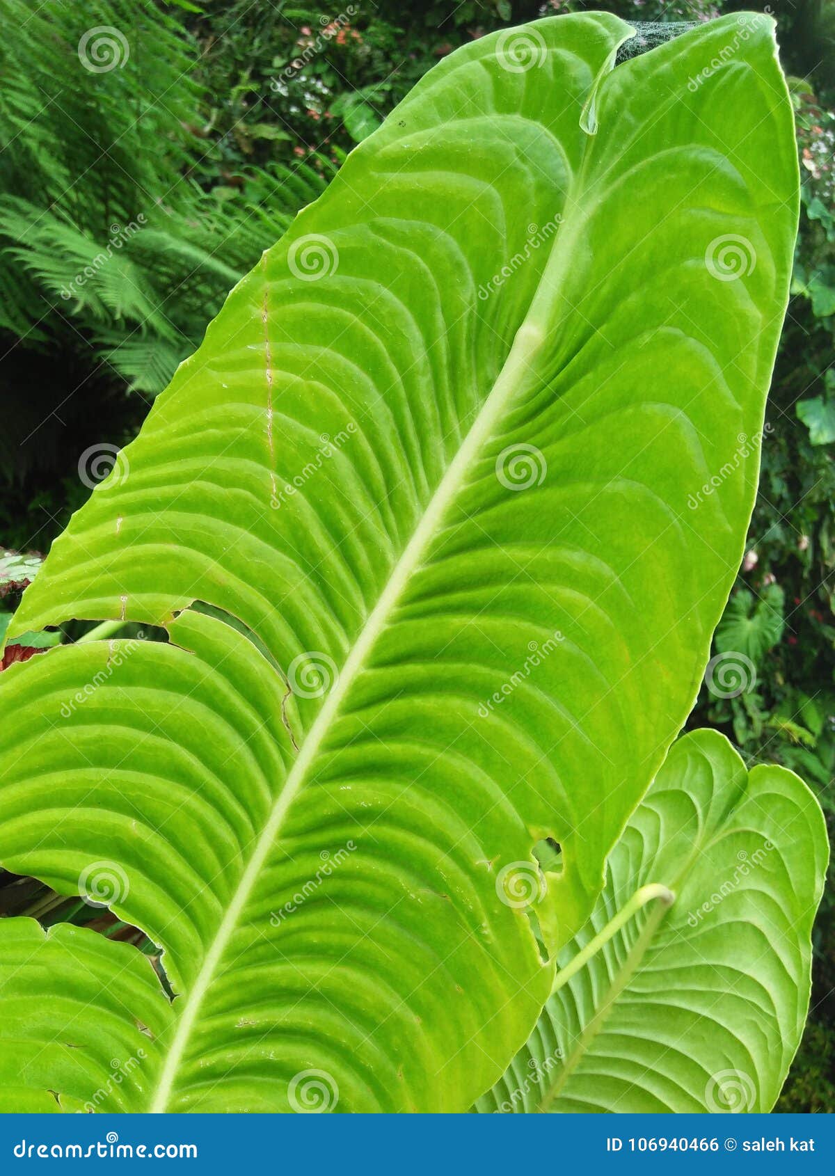 Hoja. Jardín por el jardín botánico de Singapur del río