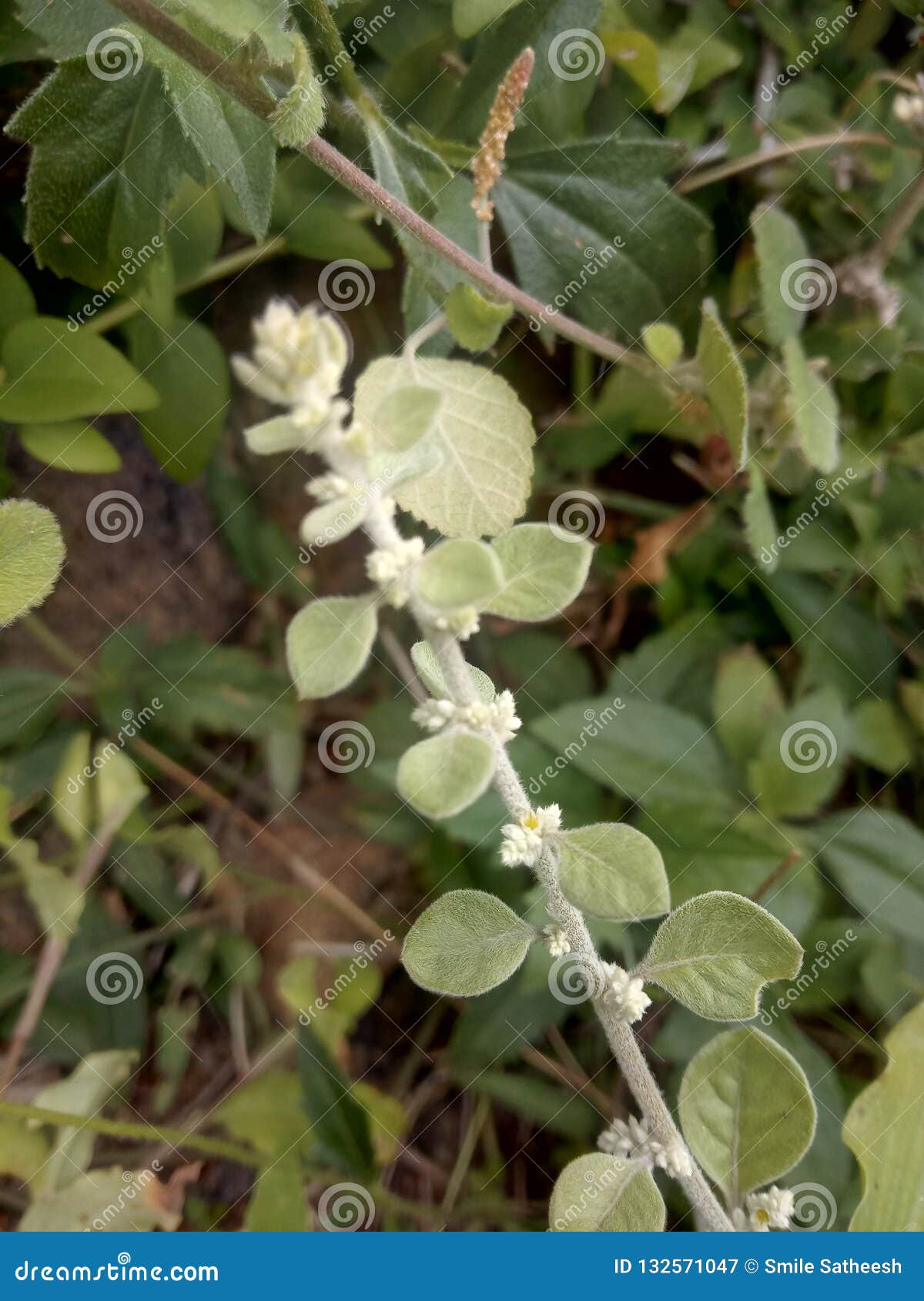 Hoja blanca imagen de archivo. Imagen de blanco, hoja 132571047