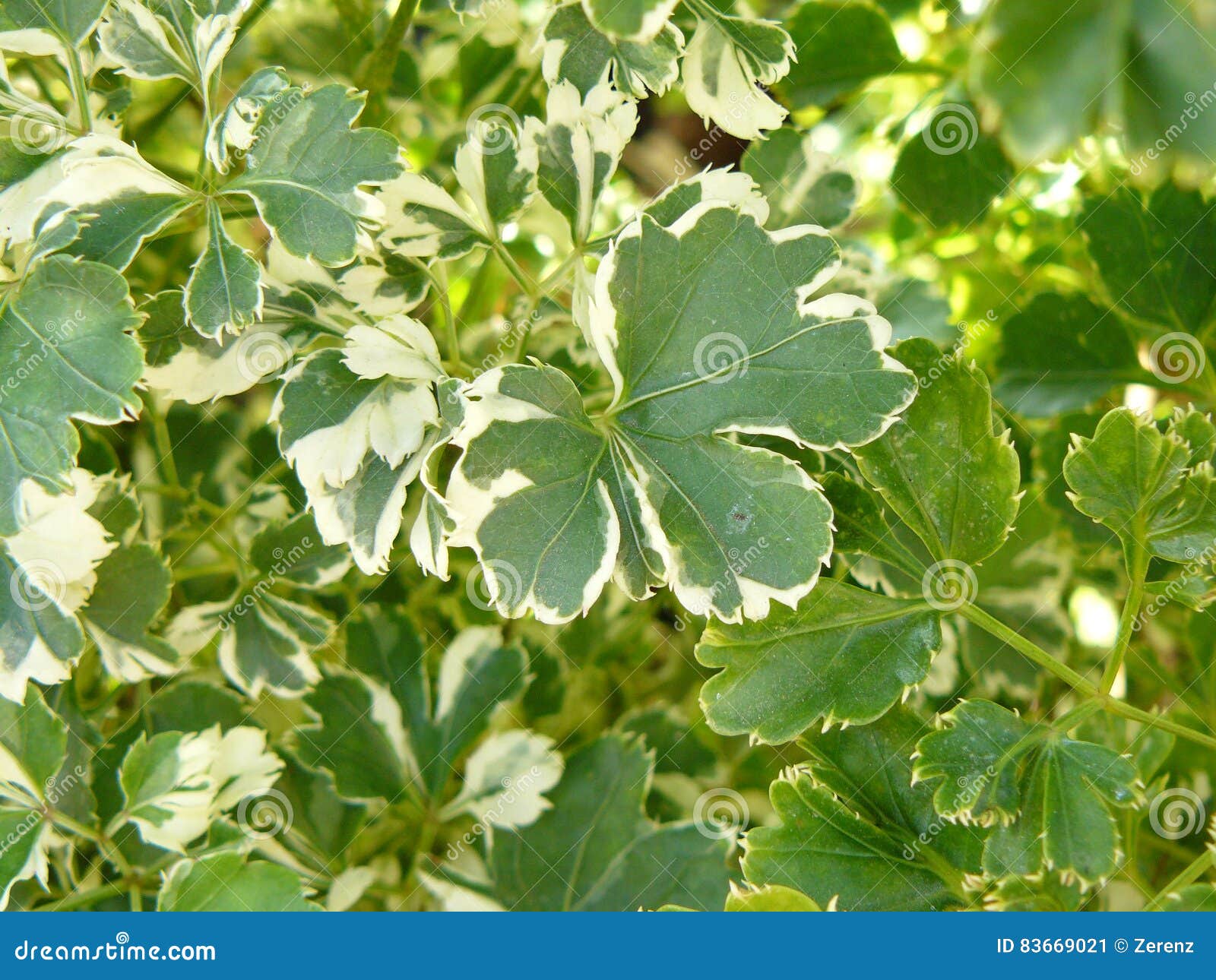 Hoja Blanca Y Verde De Polyscias Imagen de archivo Imagen de