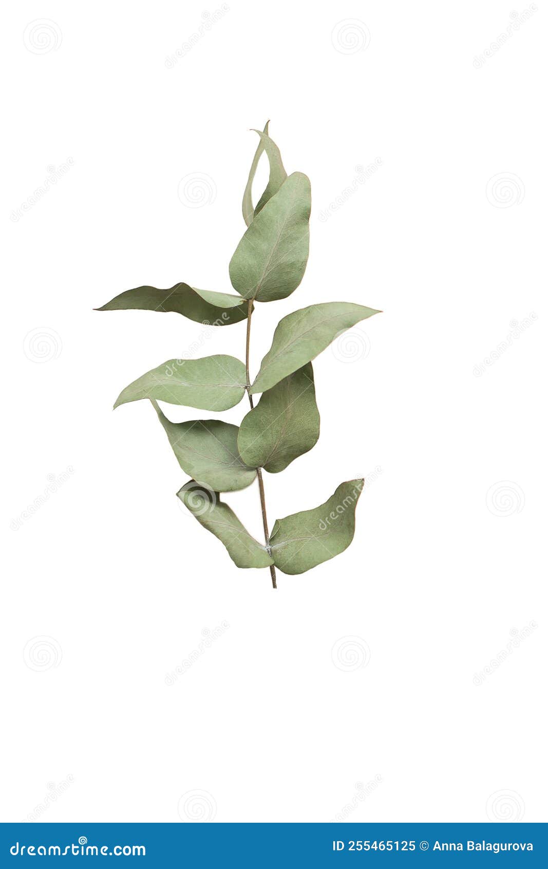 Hoja De Eucalipto Sobre Fondo Blanco. Aislar Imagen de archivo Imagen