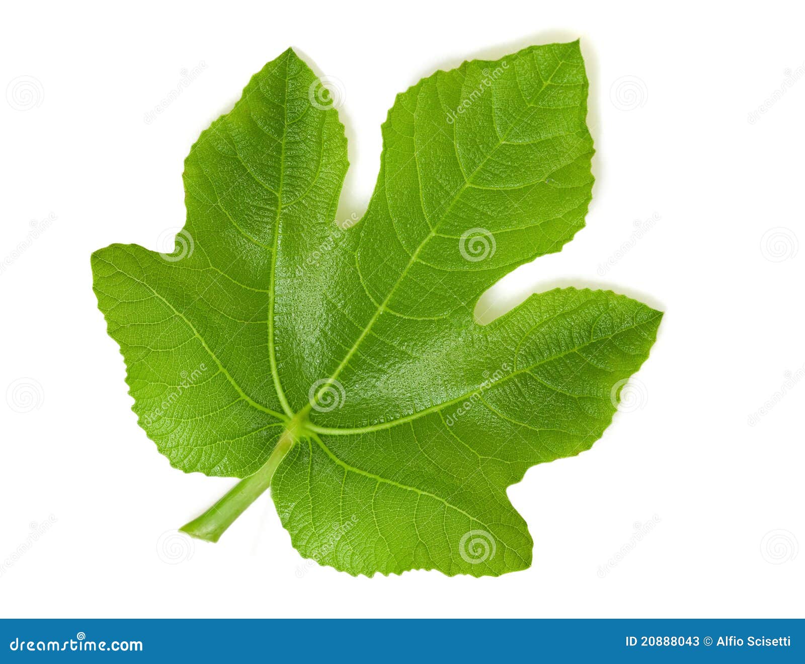 Hoja de higo imagen de archivo. Imagen de hojas, planta 20888043