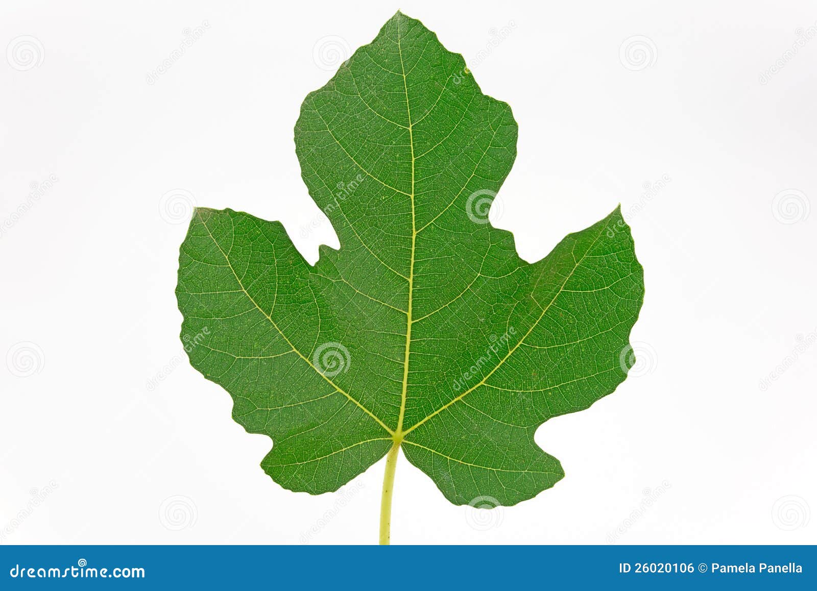 Hoja De Higo En El Fondo Blanco Foto de archivo Imagen de hojas