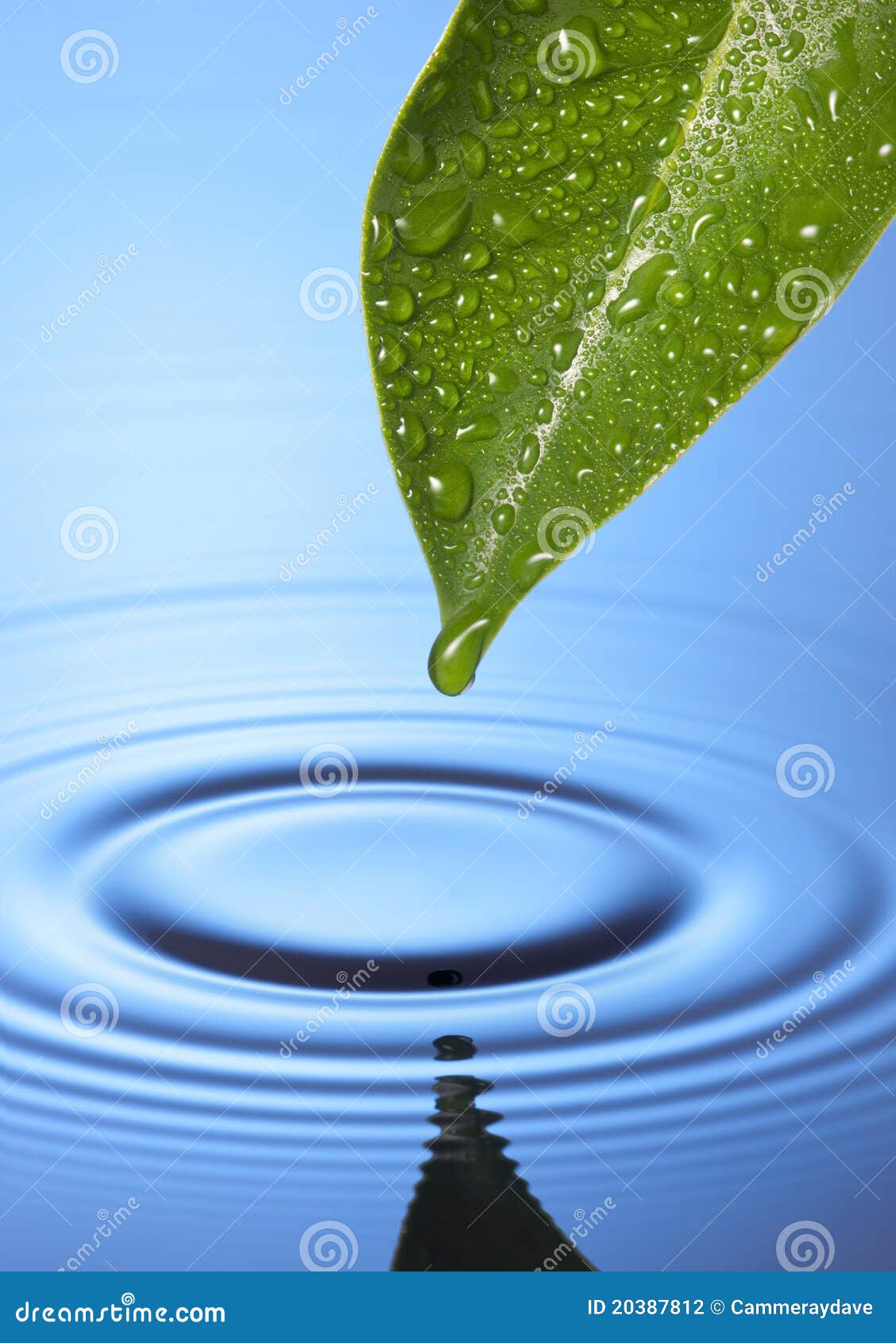 Hoja De La Gota Del Agua Dulce Foto de archivo Imagen de verde, frescura 20387812