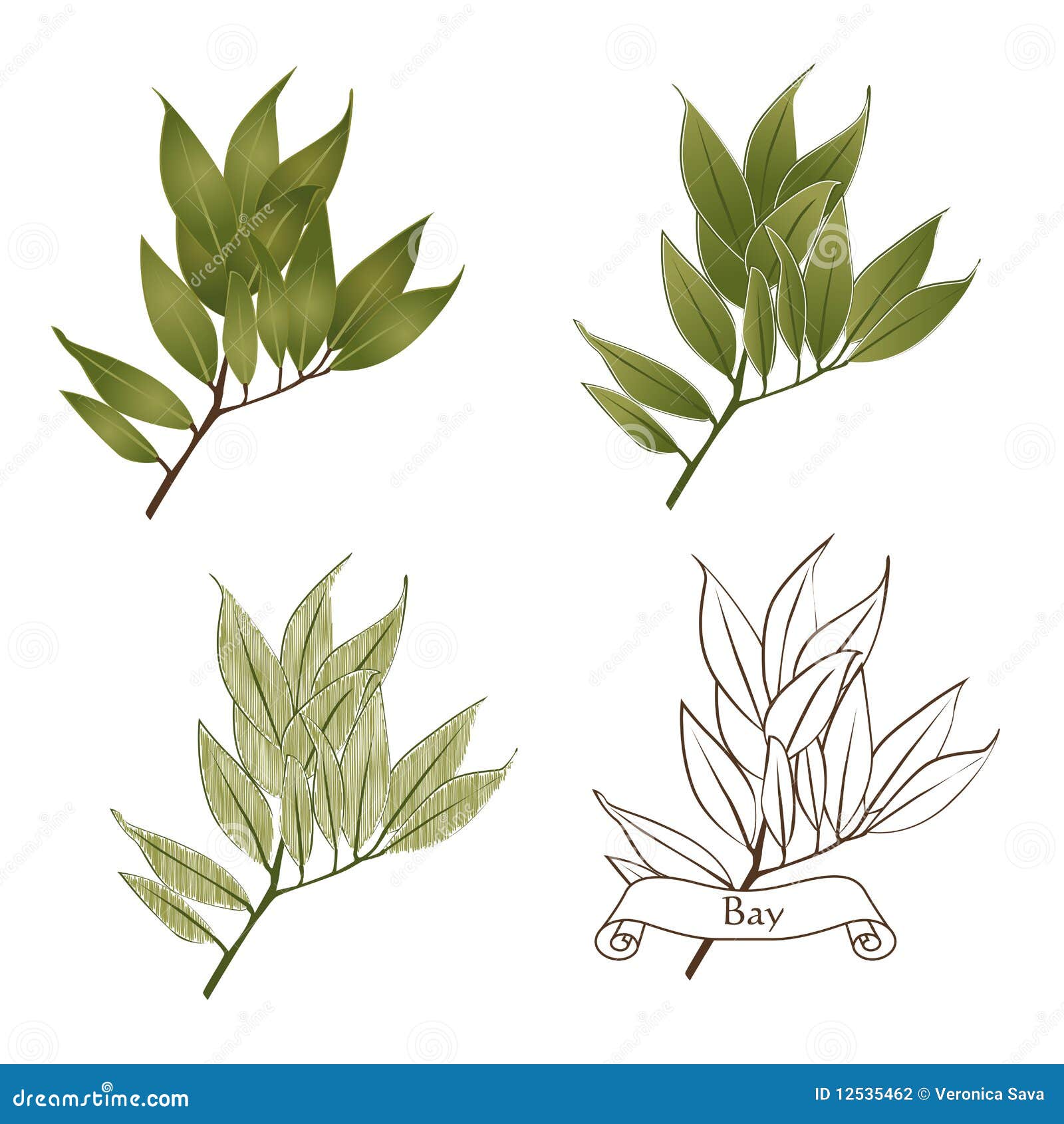 Hoja De Laurel Dibujo