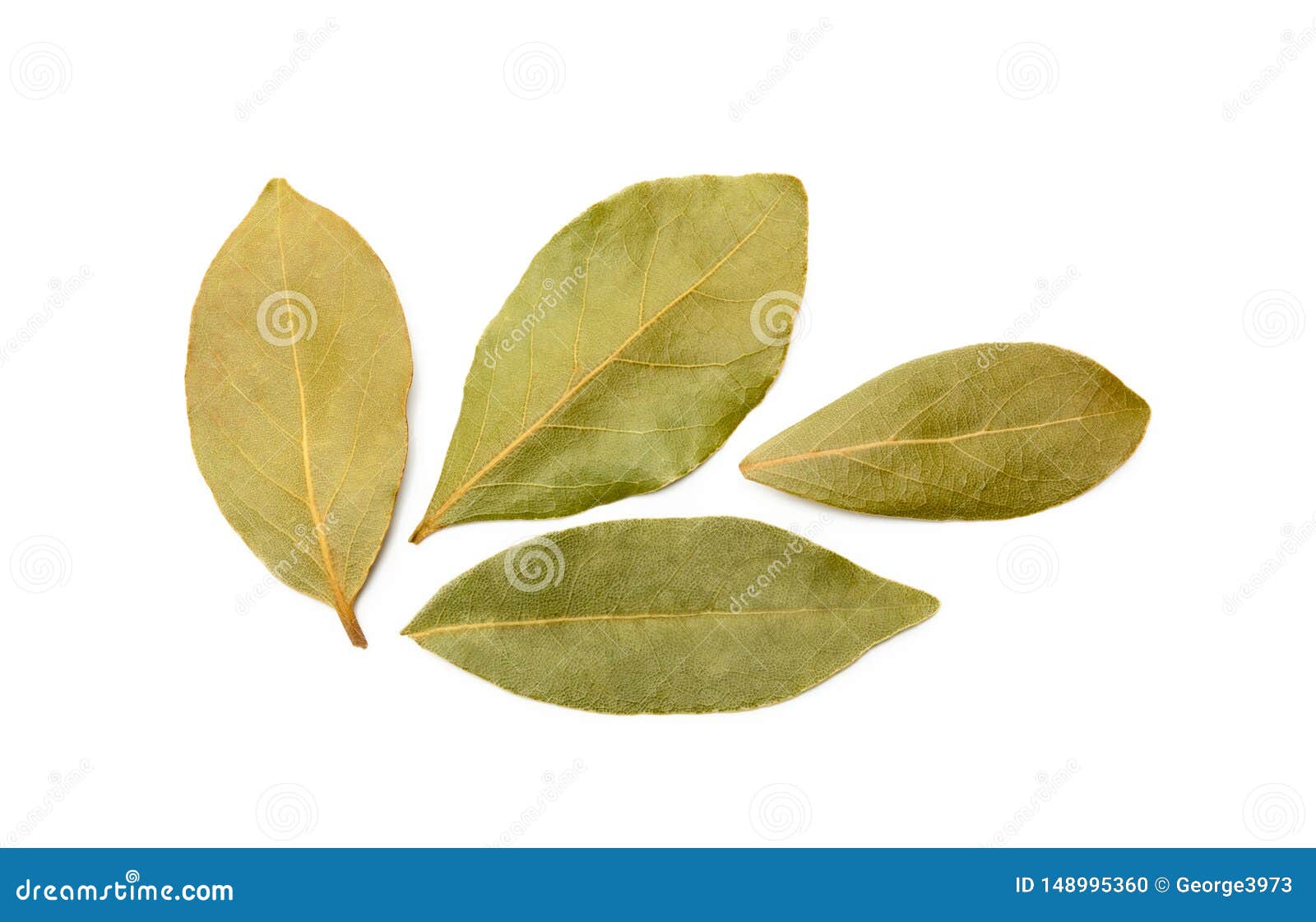 Hoja de laurel aislada foto de archivo. Imagen de laurel 148995360