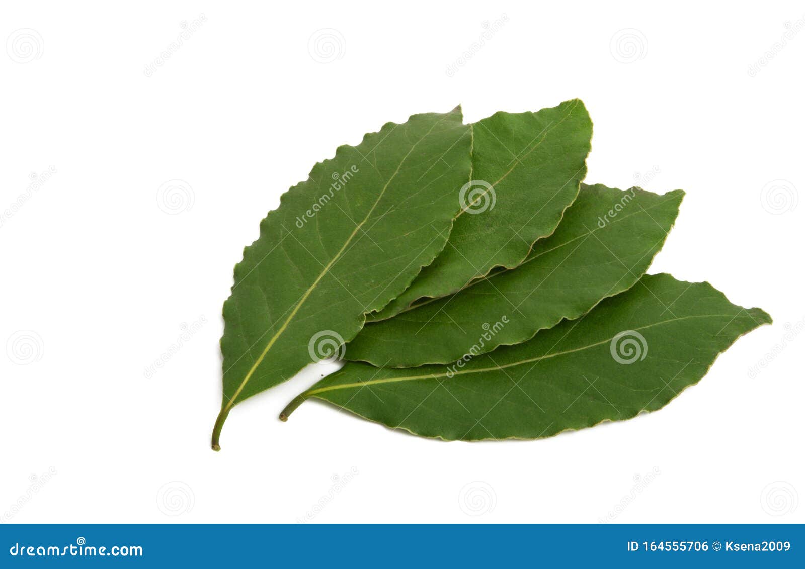 Hoja de laurel aislada foto de archivo. Imagen de culinario 164555706