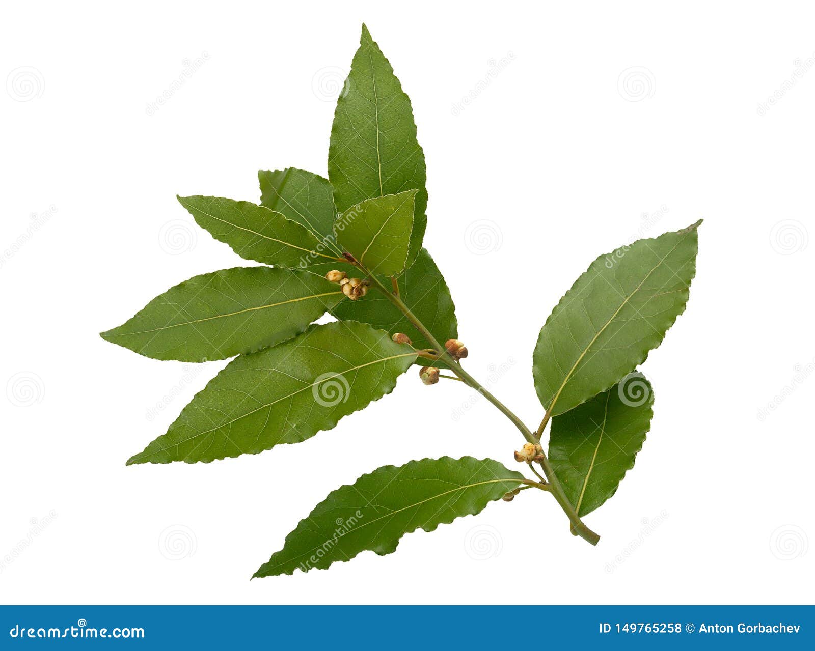 Hoja de laurel floreciente foto de archivo. Imagen de alimento 149765258