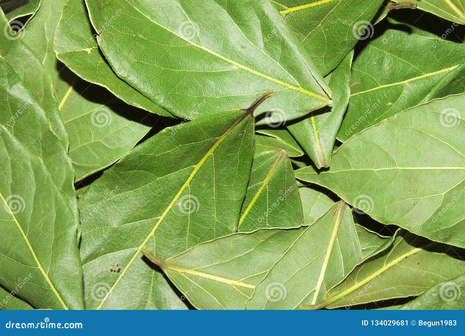 Hoja De Laurel Fondo De La Hoja De Laurel Imagen de archivo Imagen de fragancia, hojas 134029681