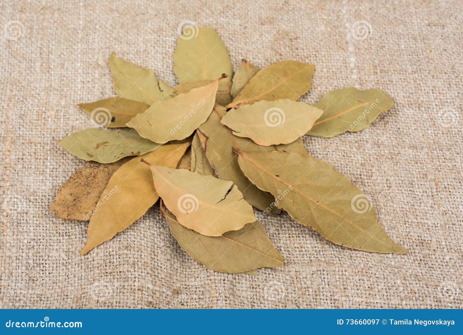 Hoja de laurel seca imagen de archivo. Imagen de herbario 73660097