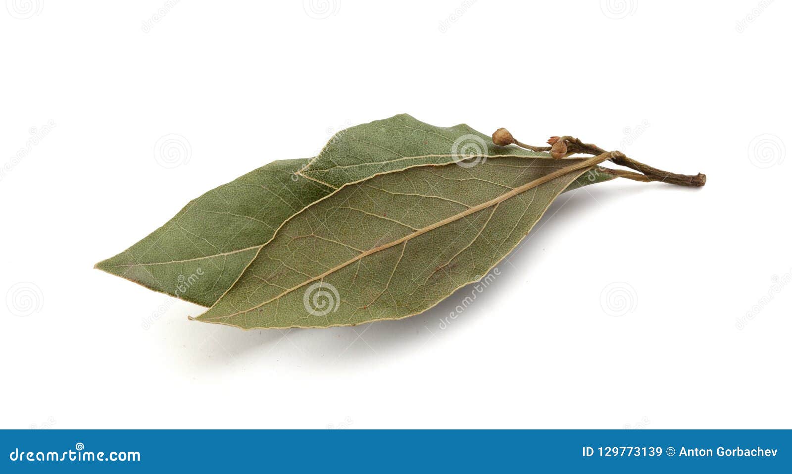 Hoja de laurel secada imagen de archivo. Imagen de alimento 129773139