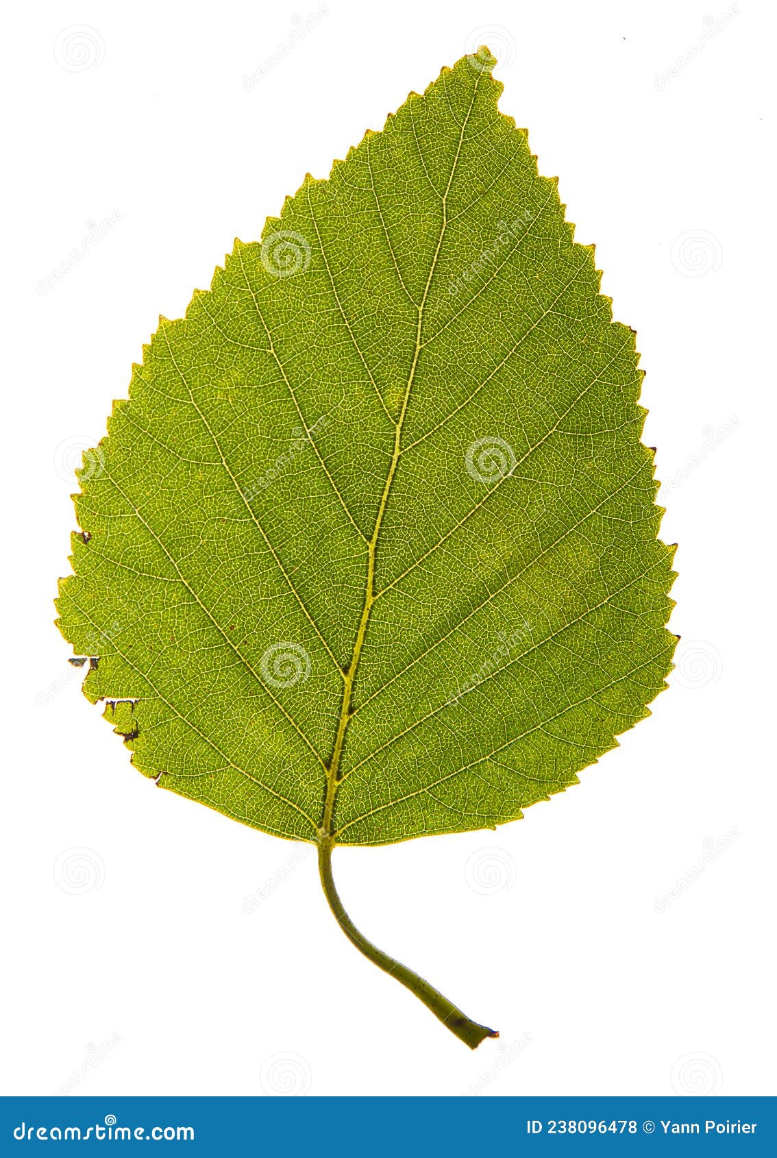 Hoja de parra aislada foto de archivo. Imagen de verde 238096478