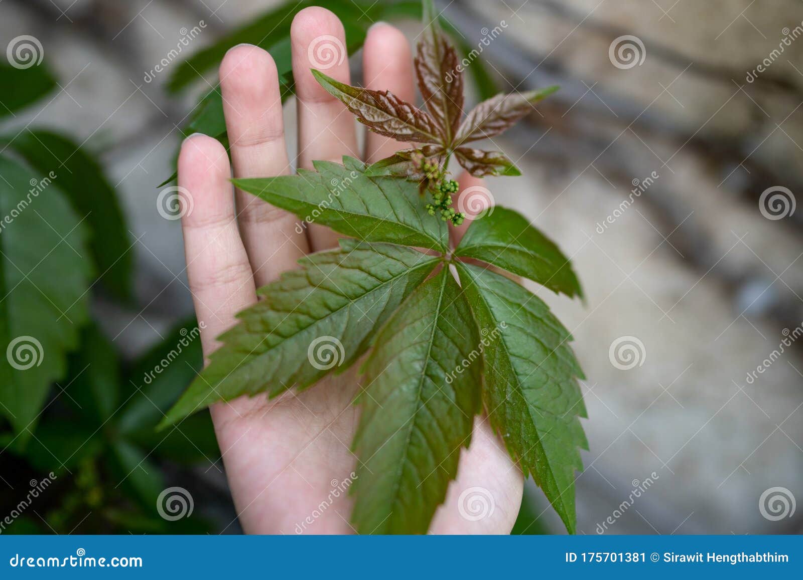 Hoja de parra verde a mano imagen de archivo. Imagen de cinco 175701381