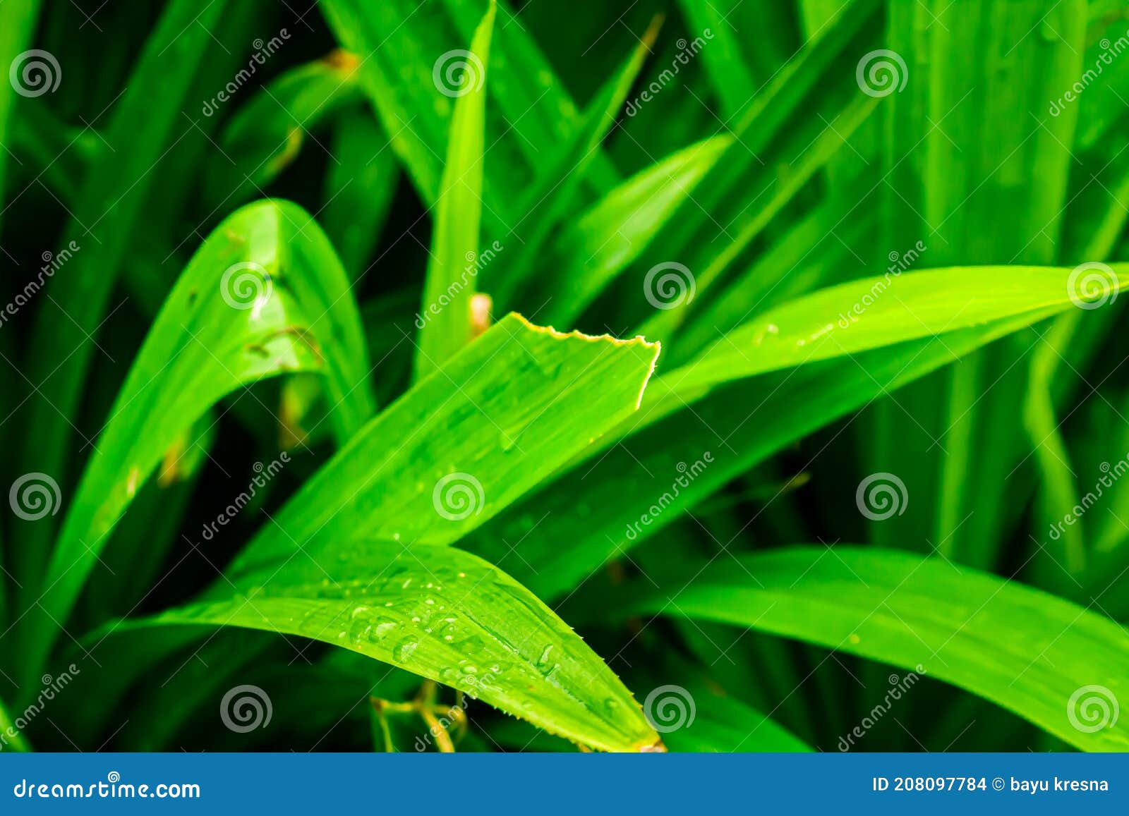Hoja De Pino Que Se Comen Las Orugas Foto de archivo Imagen de