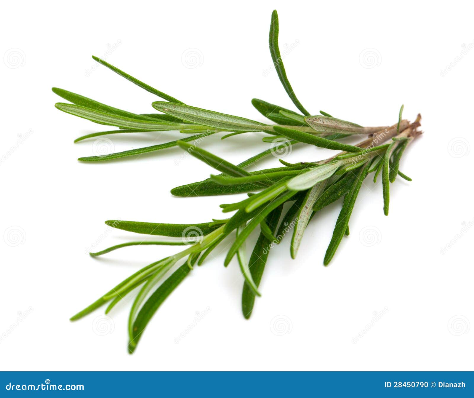 Hoja de Rosemary foto de archivo. Imagen de imagen, comer 28450790