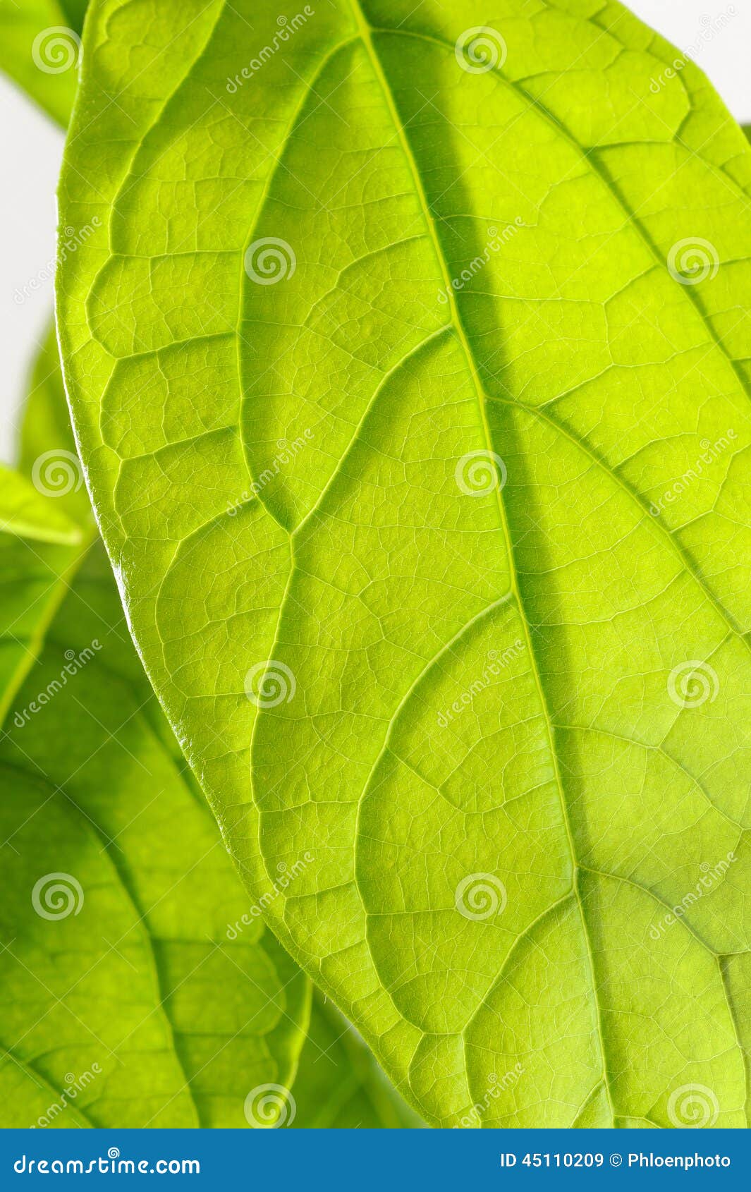 Hoja del aguacate imagen de archivo. Imagen de travieso 45110209