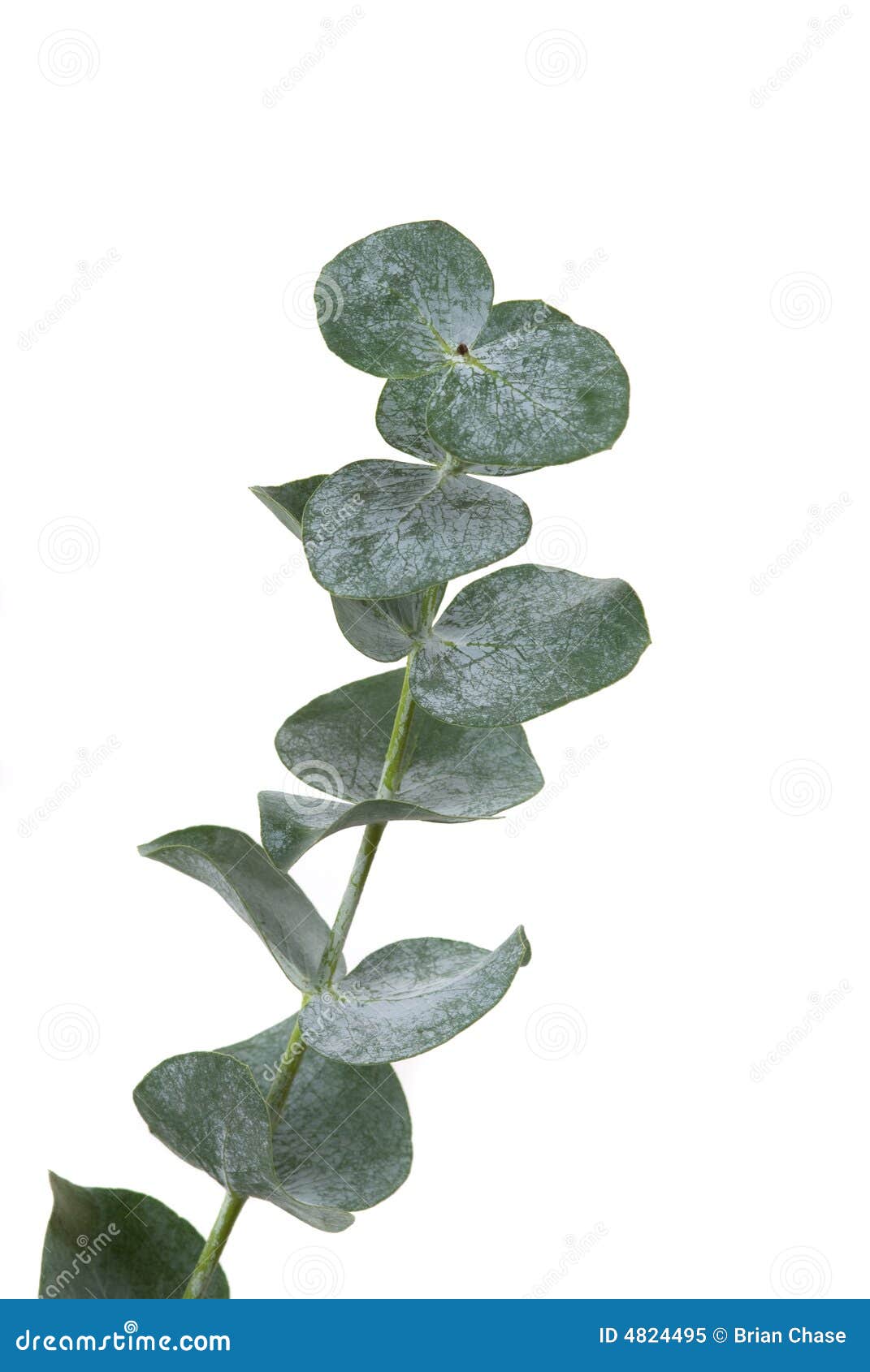 10,230 Hoja Del Eucalipto Fotos de stock Fotos libres de regalías de