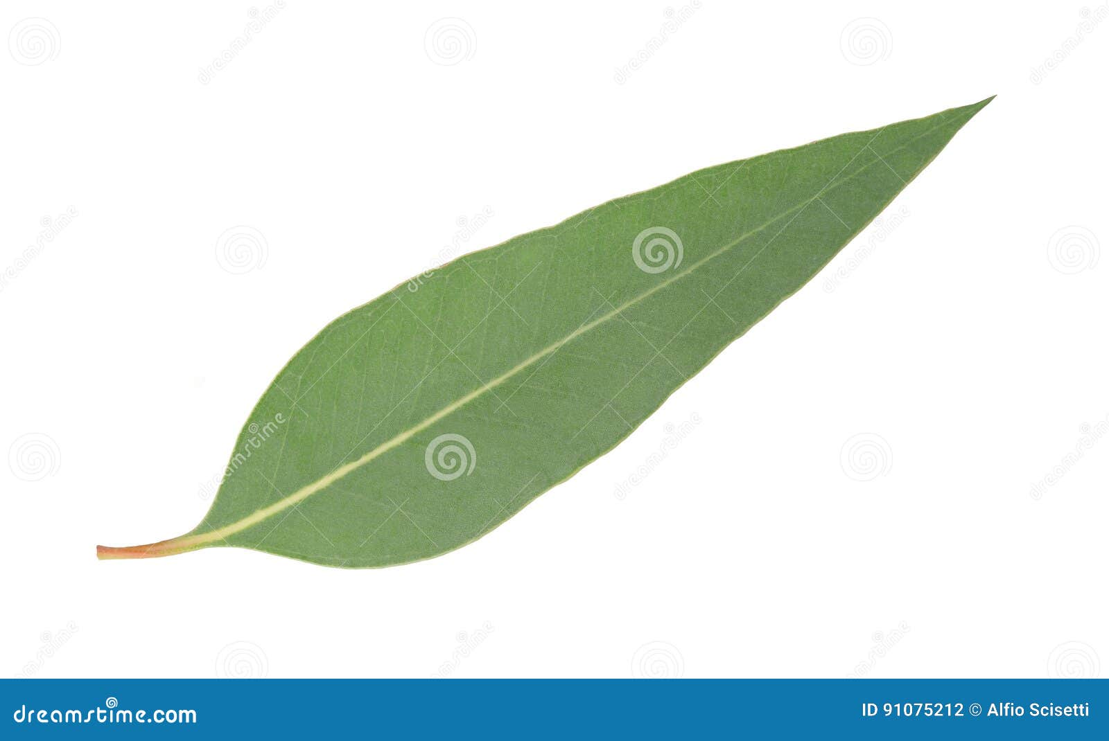 Hoja del eucalipto aislada foto de archivo. Imagen de australia 91075212